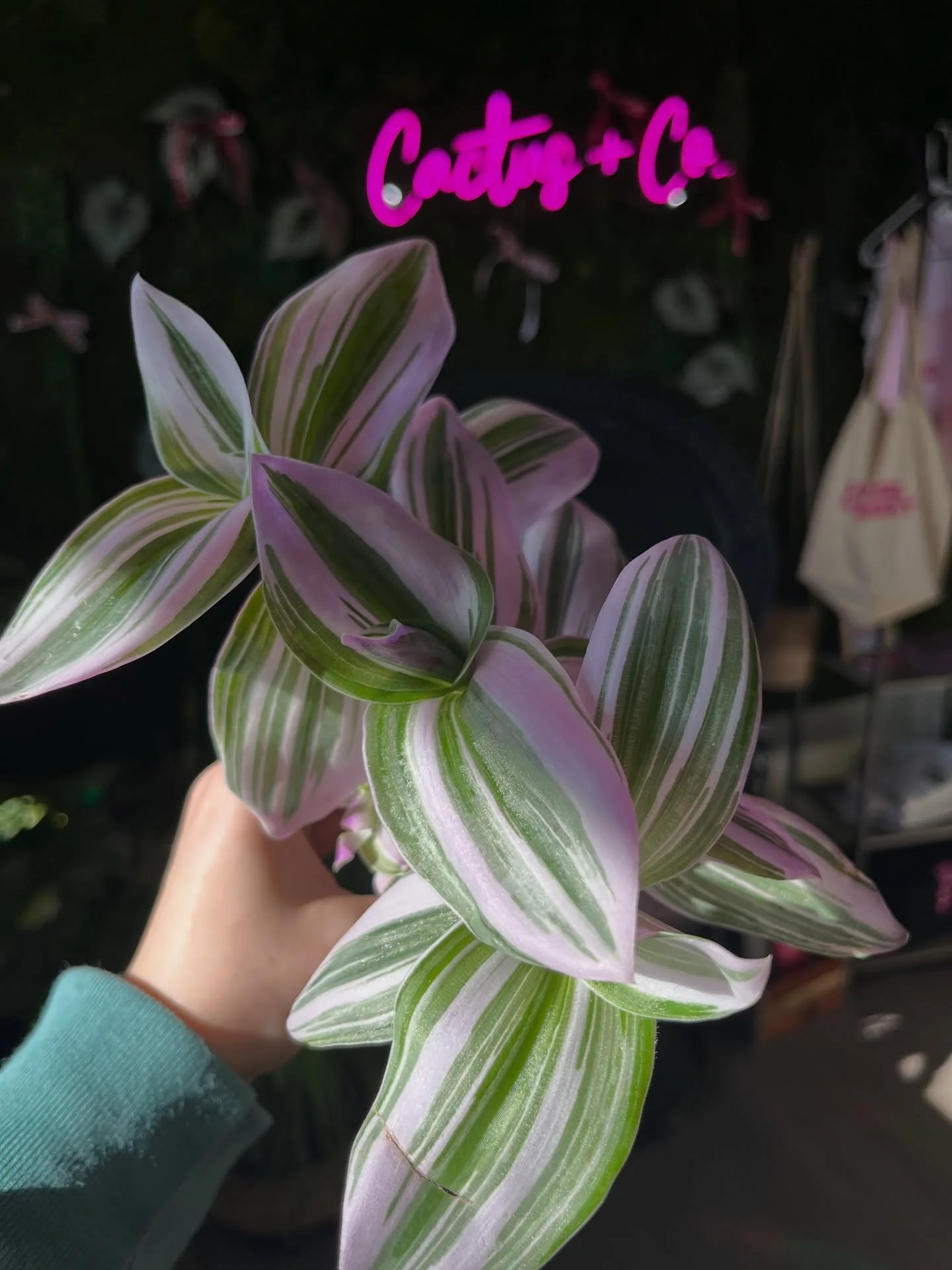 Tradescantia 'Nanouk' (Inch Plant)
Care: Bright indirect sunlight, top layer dry between waterings, average humidity. 