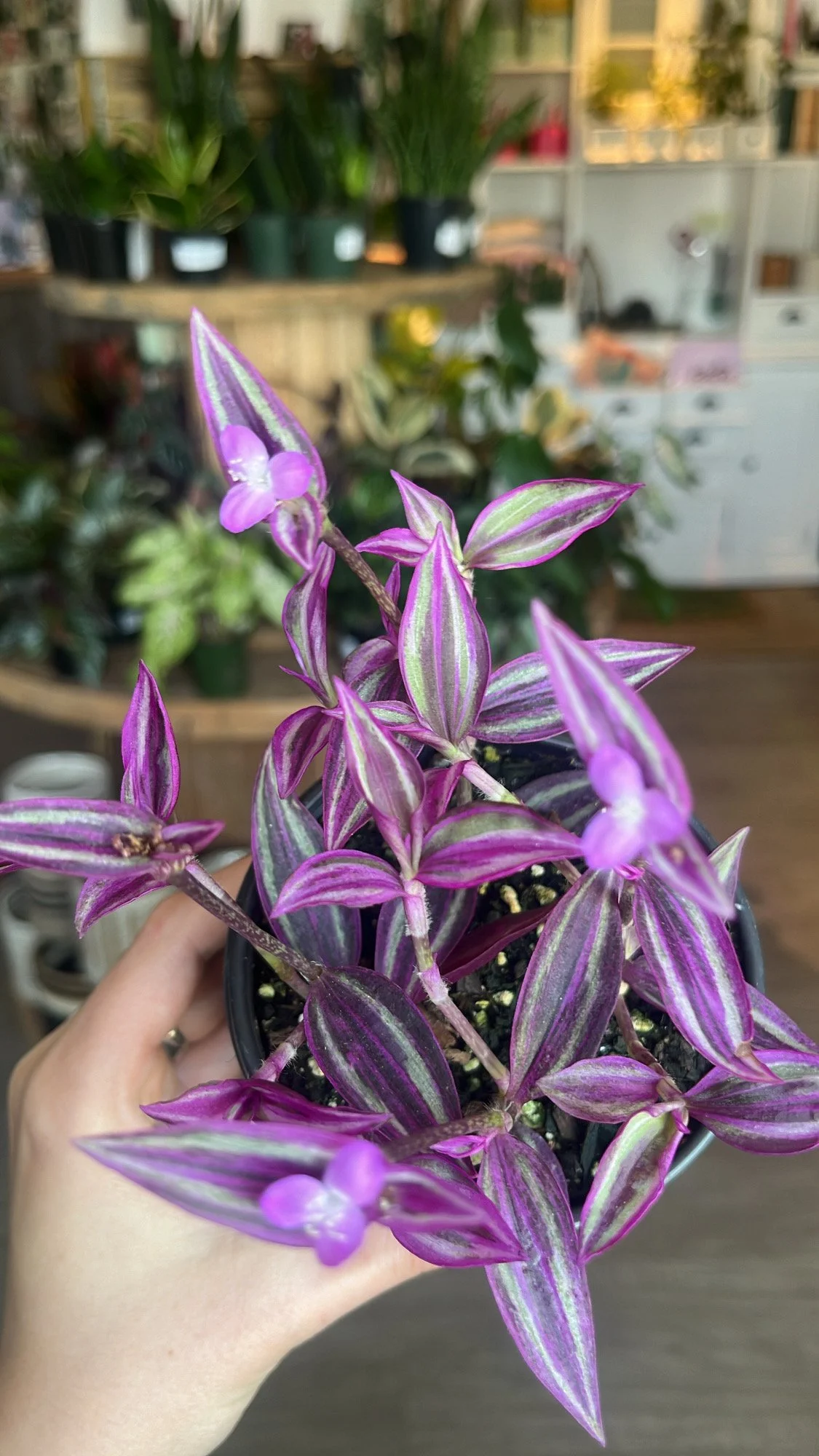 Tradescantia 'Pink Paradise' Care: Bright indirect sunlight. Top layer dry between waterings. Average humidity. Prune regularly to maintain vibrant, healthy foliage.