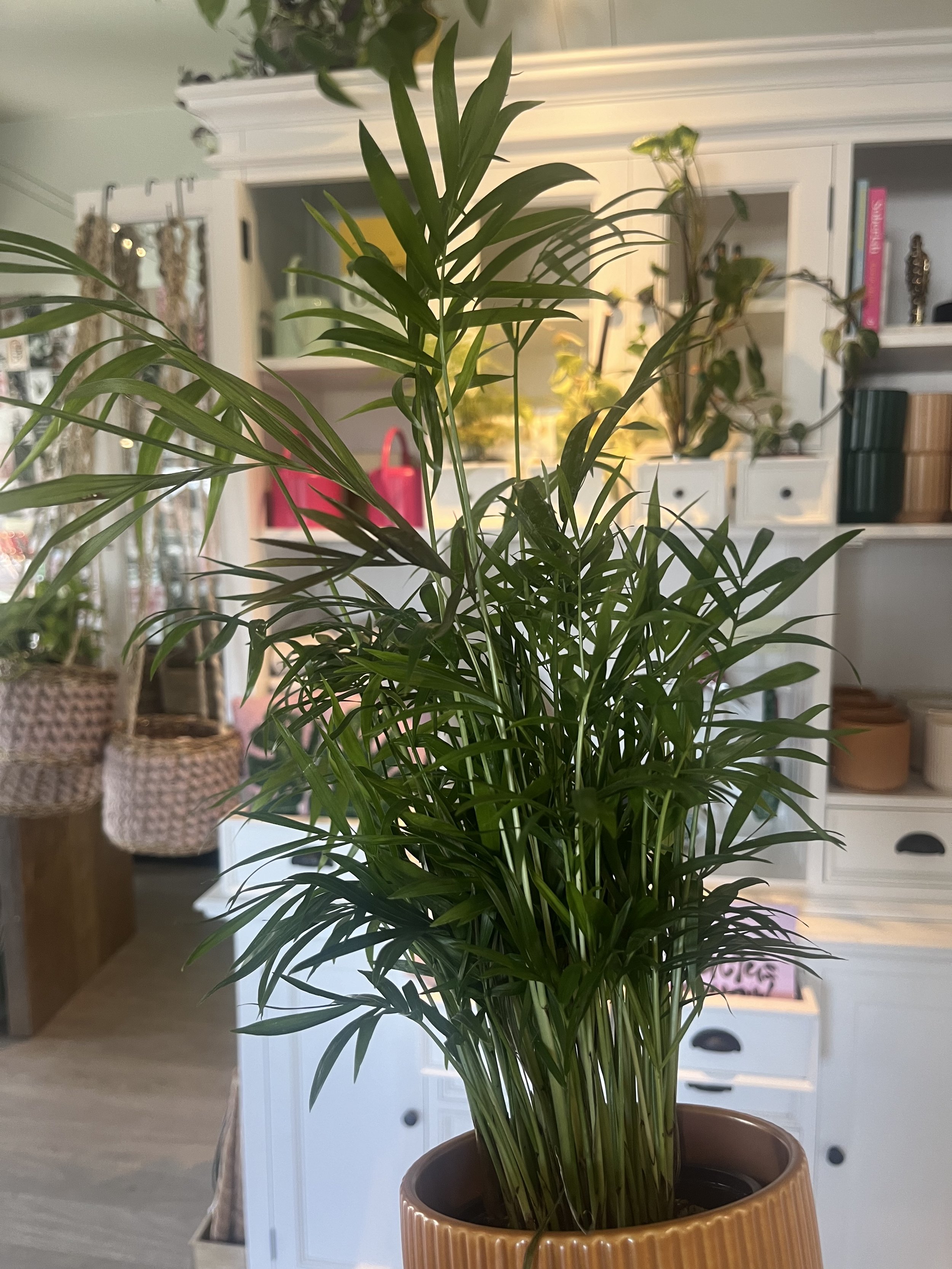 Neanthe Bella Palm (Chamaedorea Elegans)
Care: Bright indirect sunlight, can tolerate lower light, top layer dry between waterings, average - higher humidity.
*Pet-friendly*