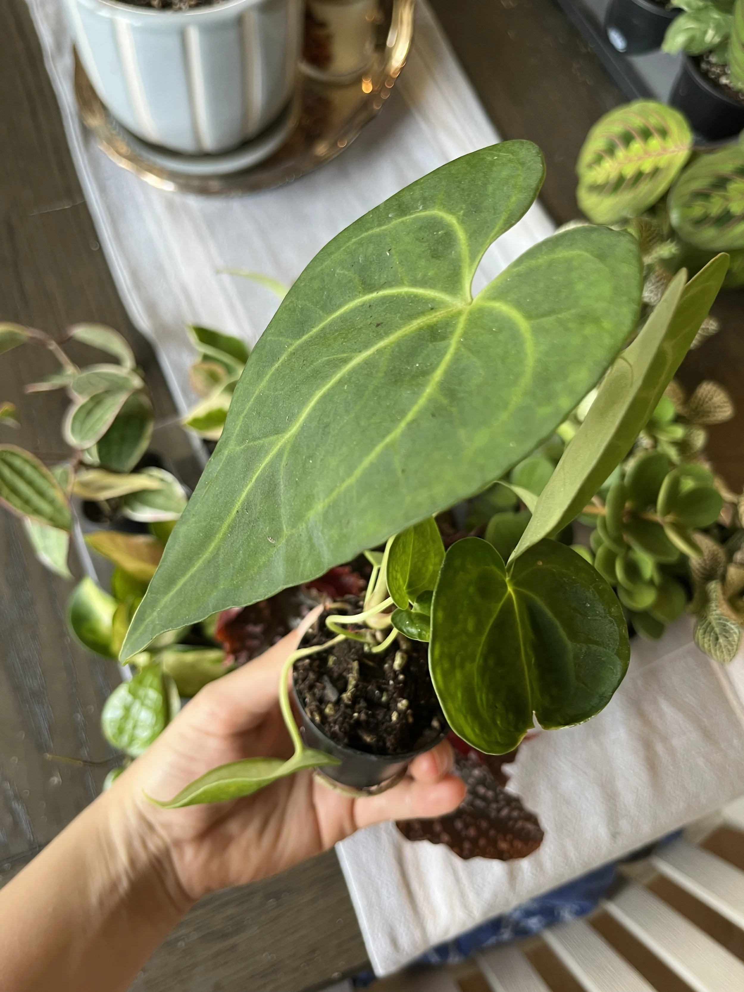 Anthurium Clarinervium Care: Bright indirect sunlight. Top layer to be dry between waterings. High humidity