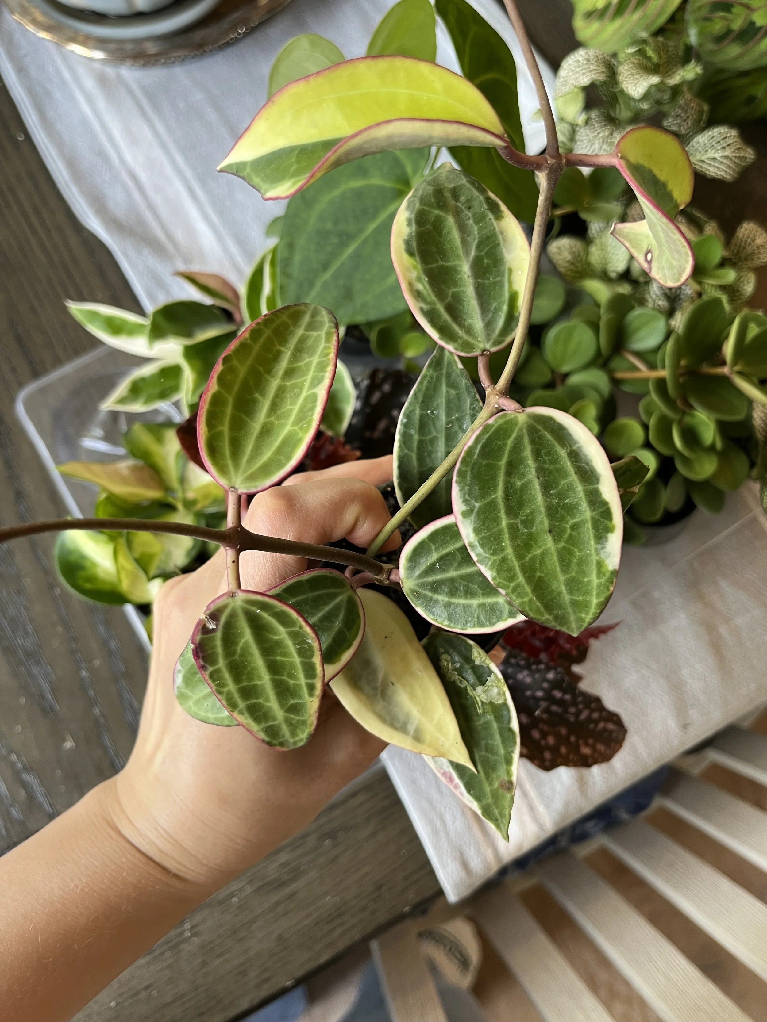 Hoya Macrophylla (Wax Flower) Care: Medium - bright indirect light. Let soil dry between waterings. Prefers high humidity & warmer temps. *Pet-friendly*