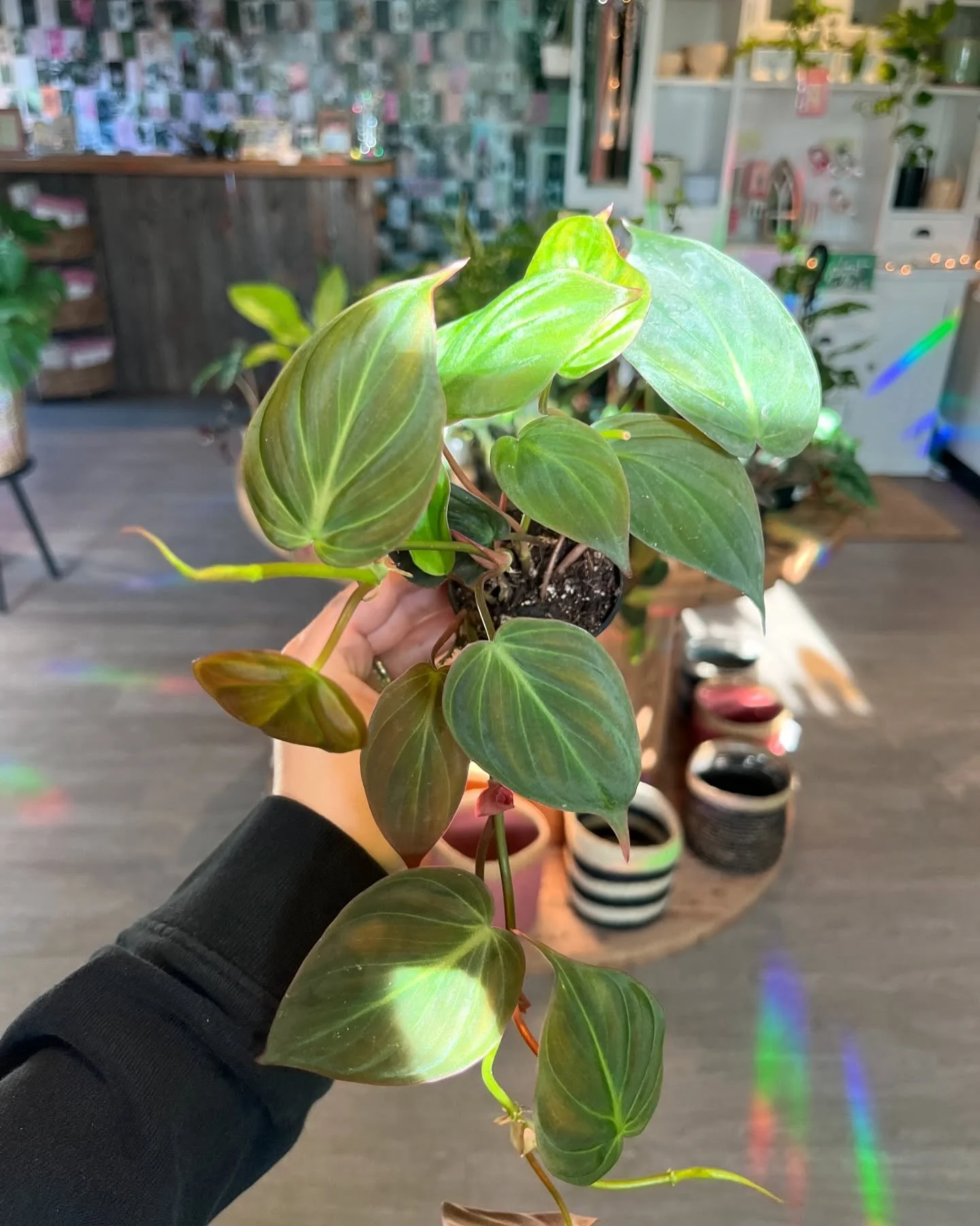 Philodendron Micans (Velvet-Leaf Philodendron) Care: Medium-bright indirect sunlight. Top layer dry between waterings. Average - high humidity.