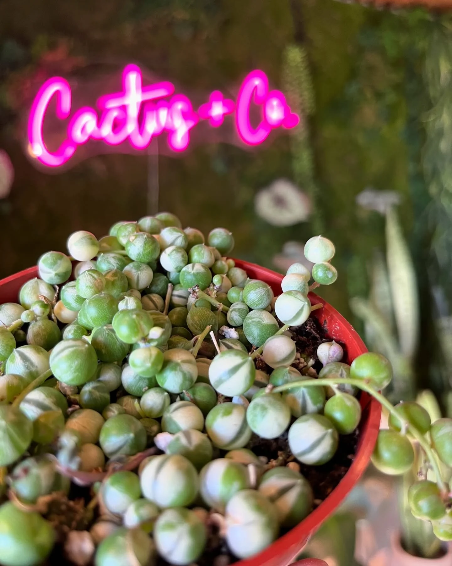 String of Pearls Variegated (Senecio Rowleyanus) Care: Bright direct & indirect sunlight. Let soil dry up between waterings. Dry air