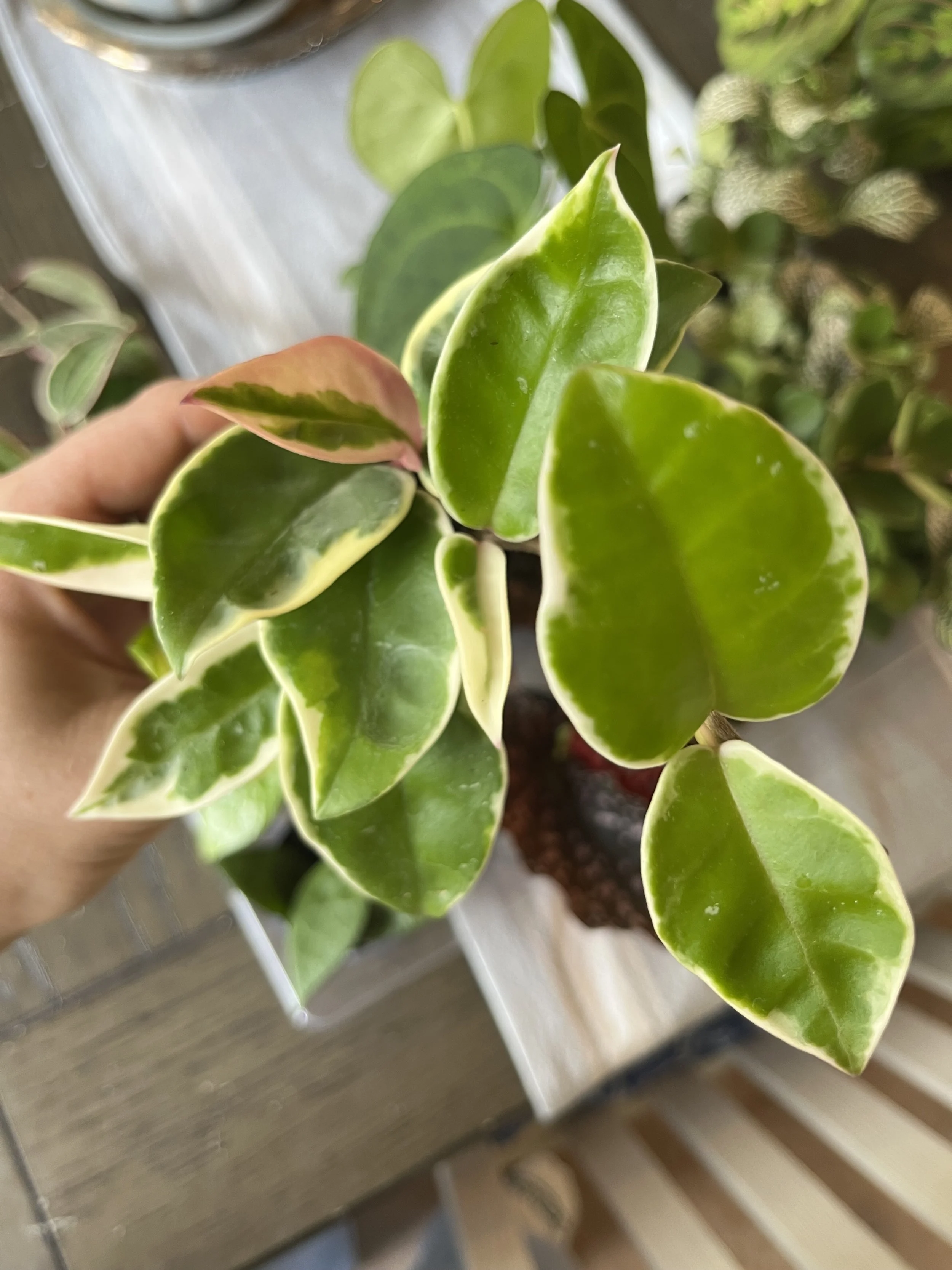 Hoya Krimson Queen (Wax Plant) Care: Medium - bright indirect light. Let soil dry between waterings. Prefers high humidity & warmer temps. *Pet-friendly*