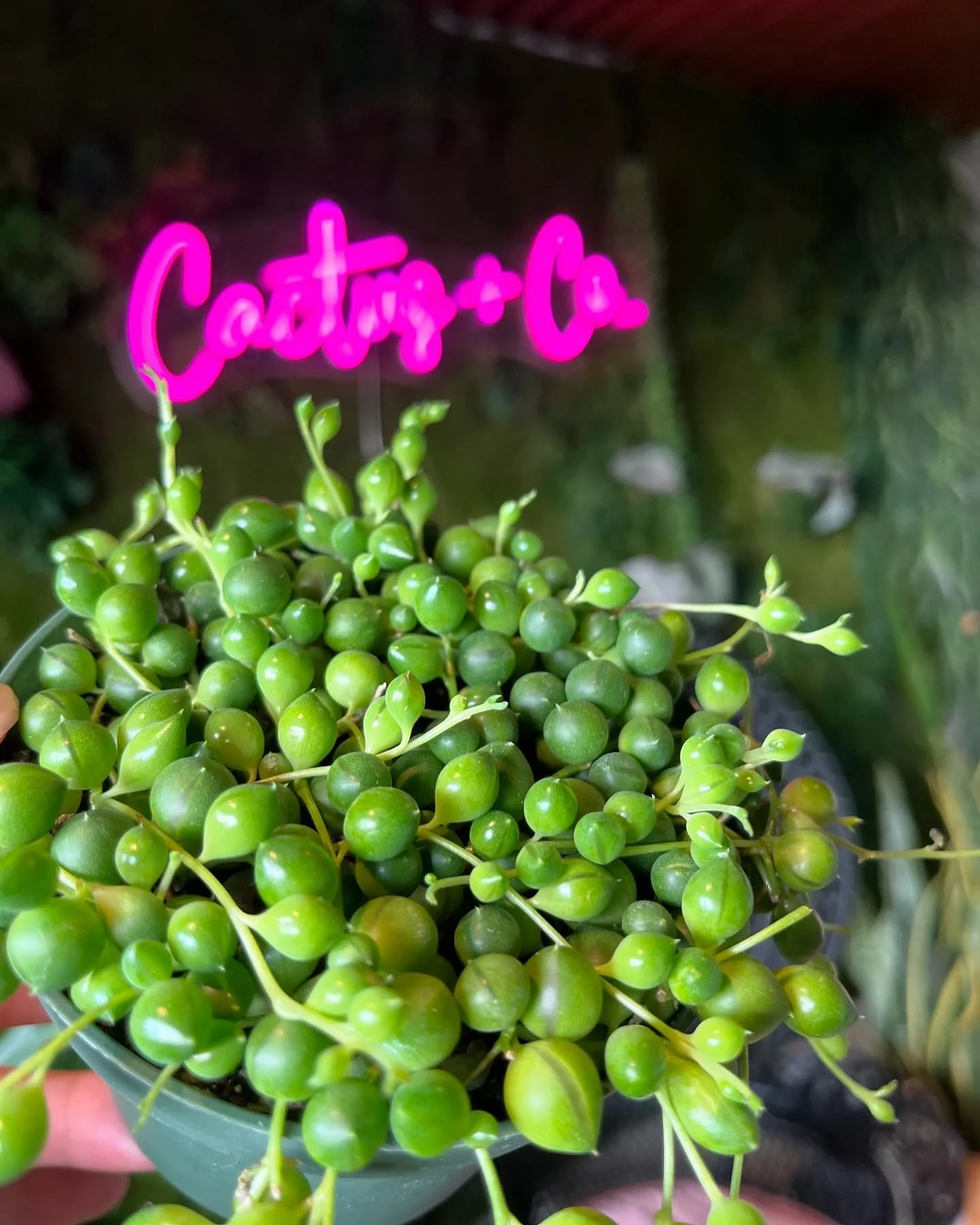String of Pearls (Senecio Rowleyanus) Care: Bright direct & indirect sunlight. Let soil dry up between waterings. Dry air