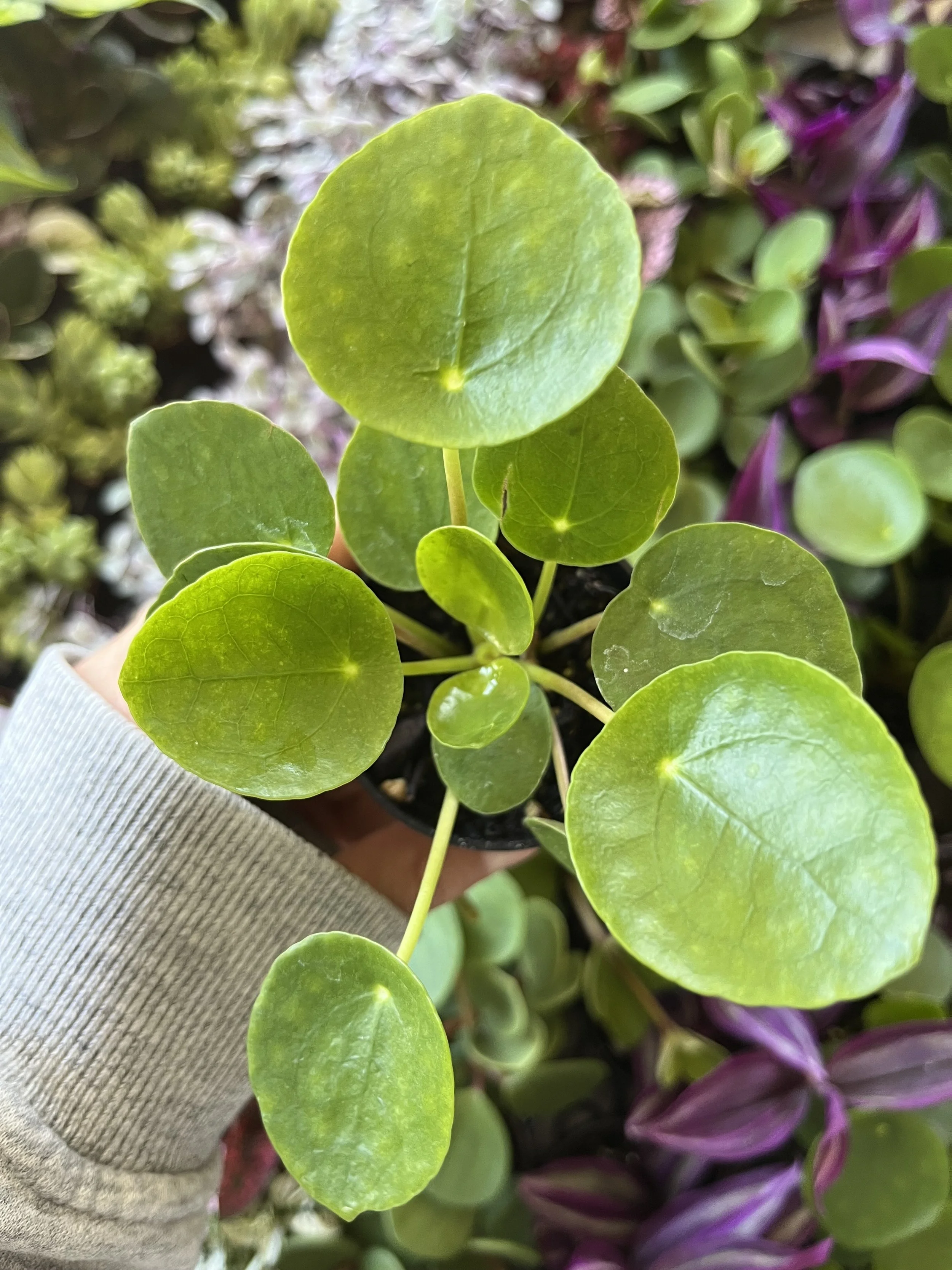 Pilea Peperomioides (Friendship Plant) Care: Bright indirect light. Top layer dry between waterings. Average humidity. *Pet-friendly*