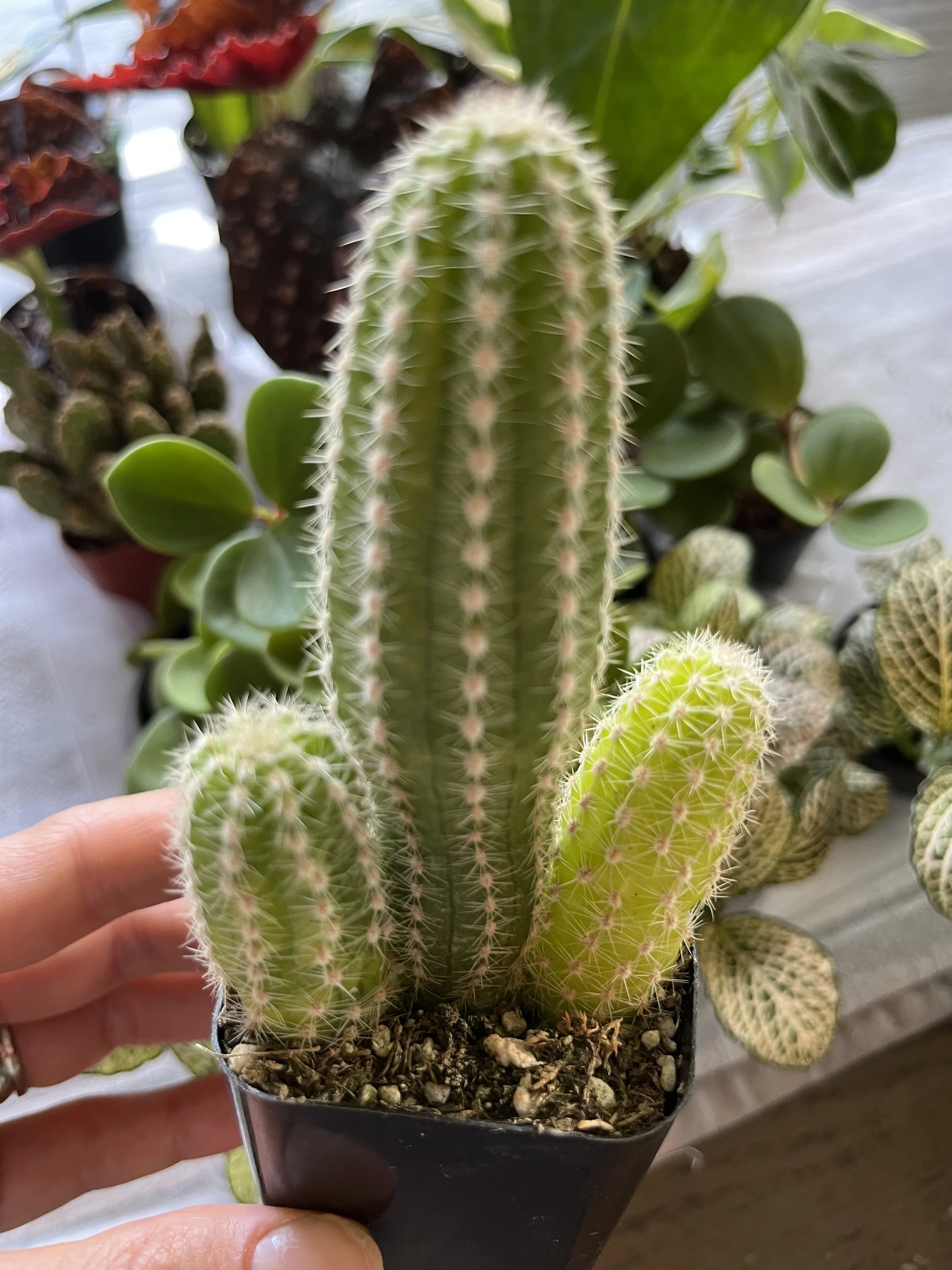 Variegated Peanut Cactus Care: Full sun, let soil dry completely between waterings, then evenly saturate the soil when watering, dry air
