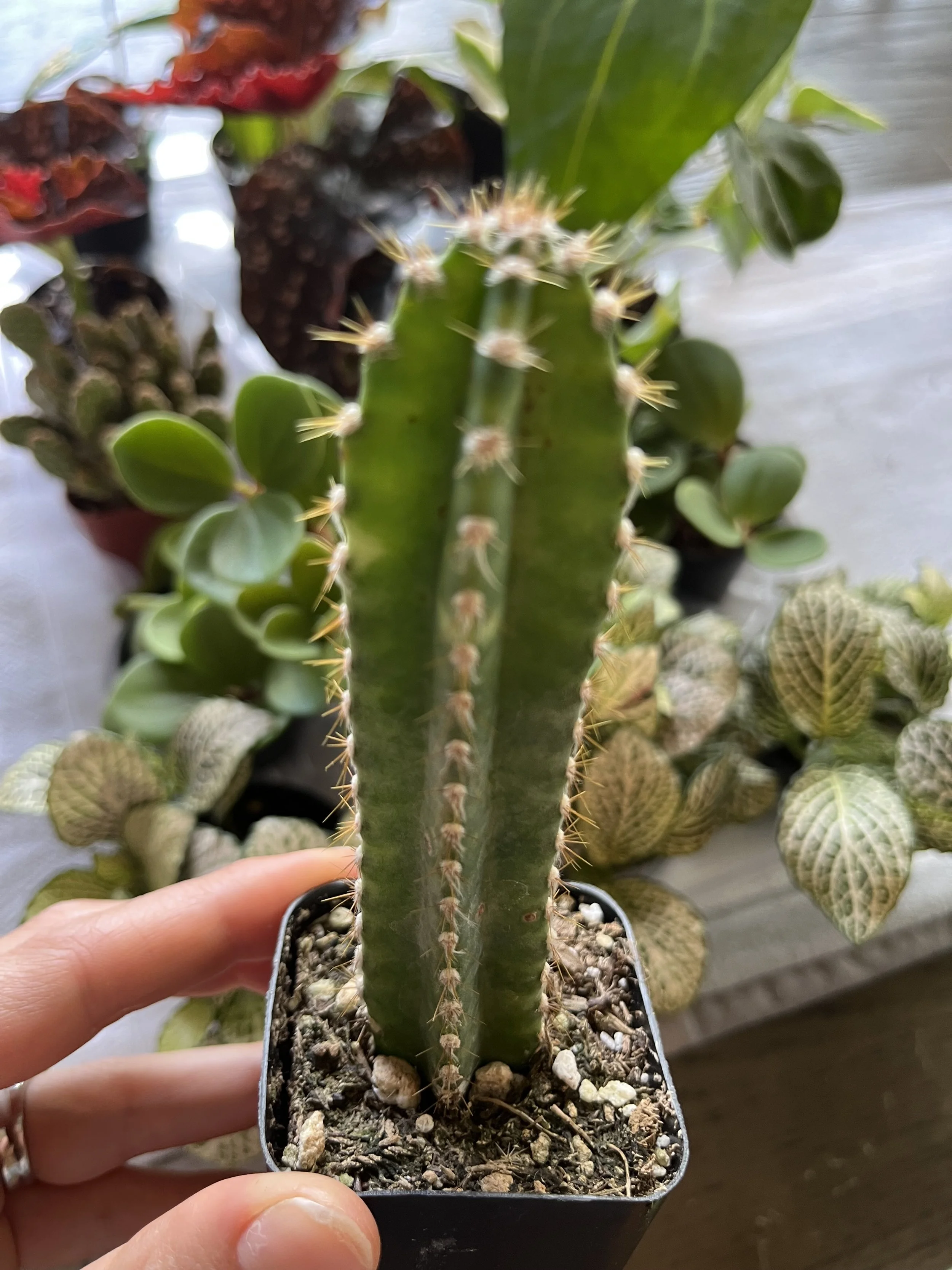 Fairy Castle Cactus Care: Full sun, let soil dry completely between waterings, then evenly saturate the soil when watering, dry air