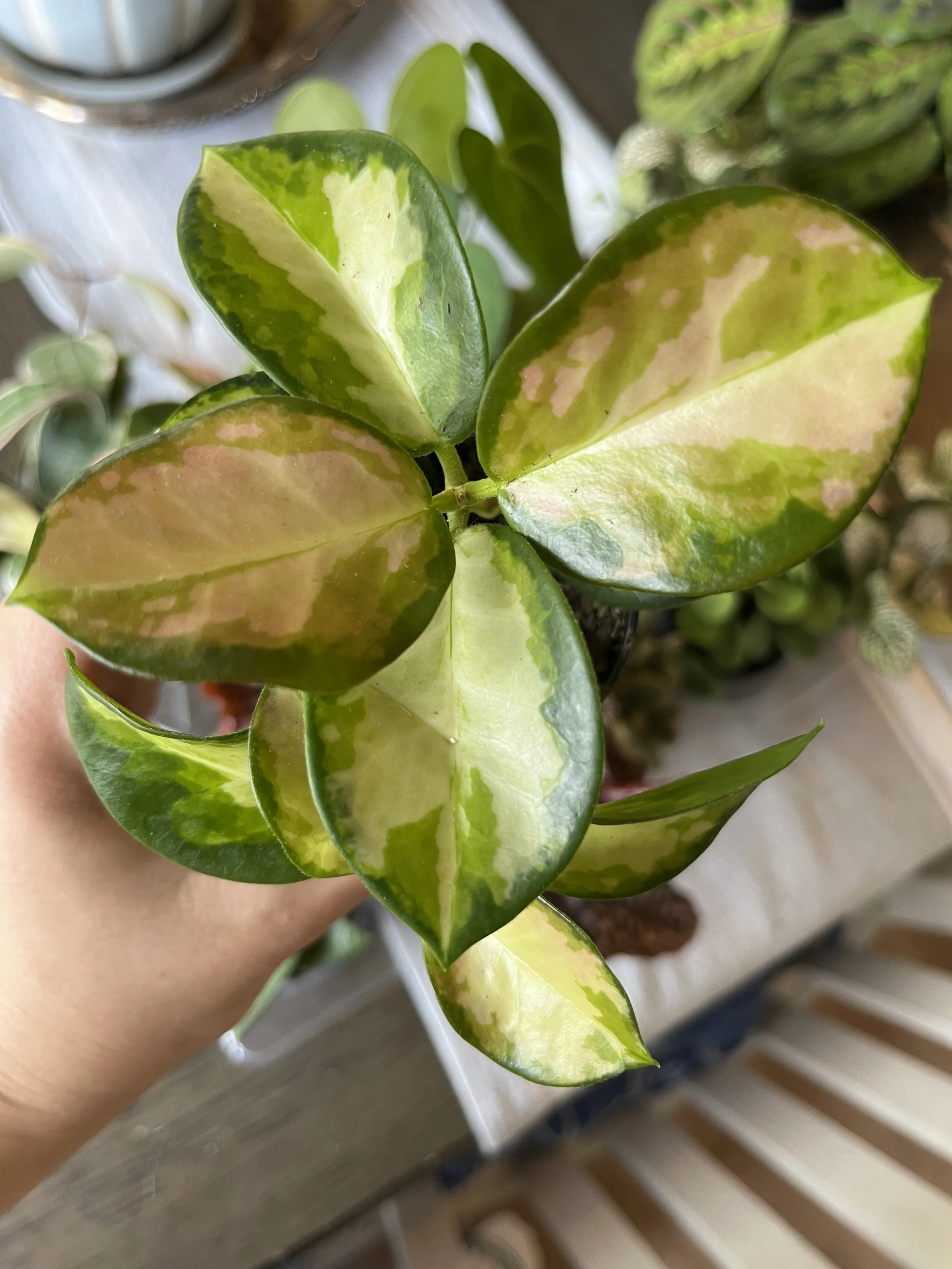 Hoya Australis Tri-Color Care: Medium - bright indirect light. Let soil dry between waterings. Prefers high humidity & warmer temps. *Pet-friendly*