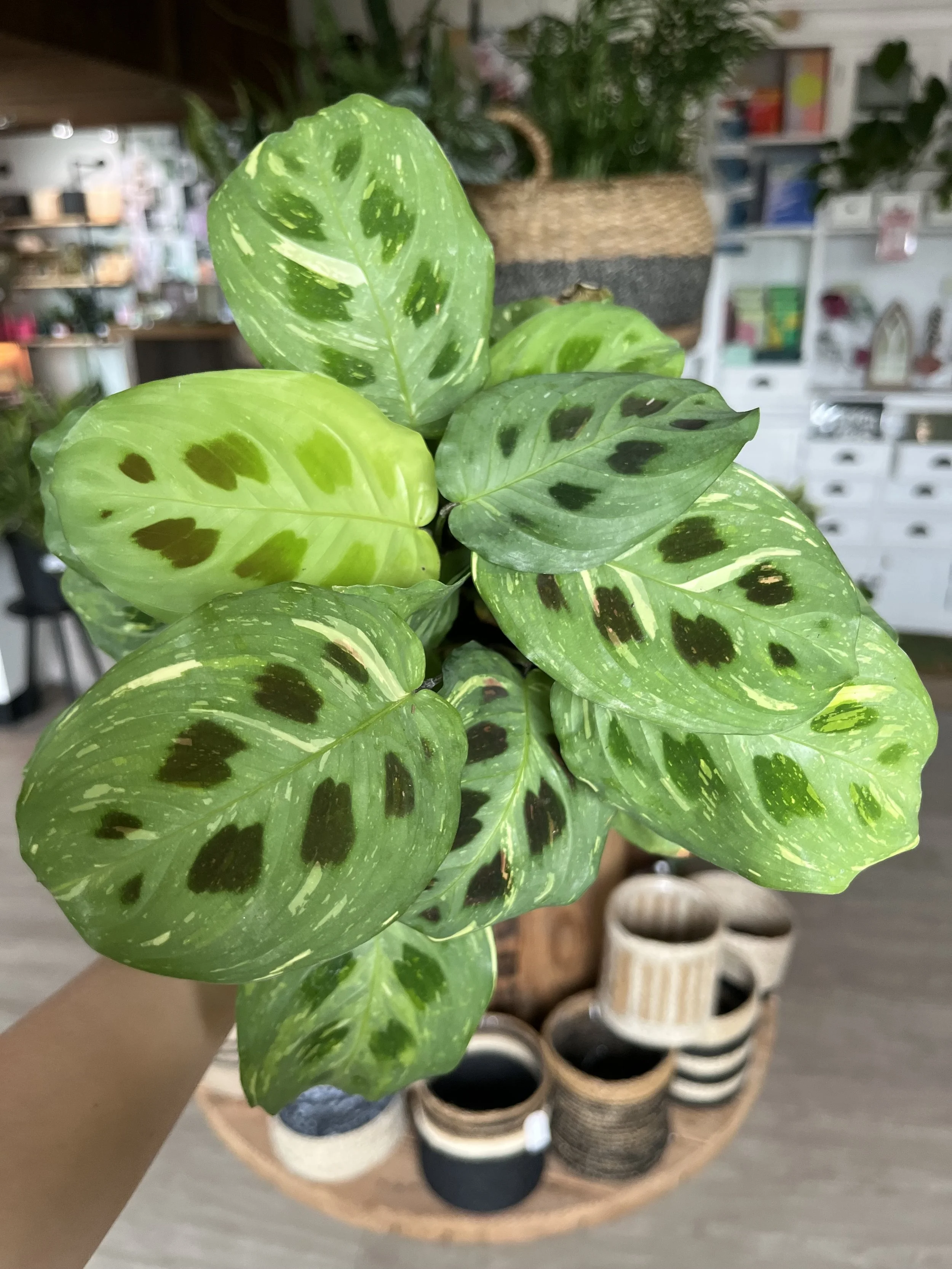 Leuconeura Kerchoveana Maranta 'Variegated' (Variegated Green Prayer Plant)
Care: Bright indirect sunlight, top layer dry between waterings, high humidity
*Pet-friendly*
