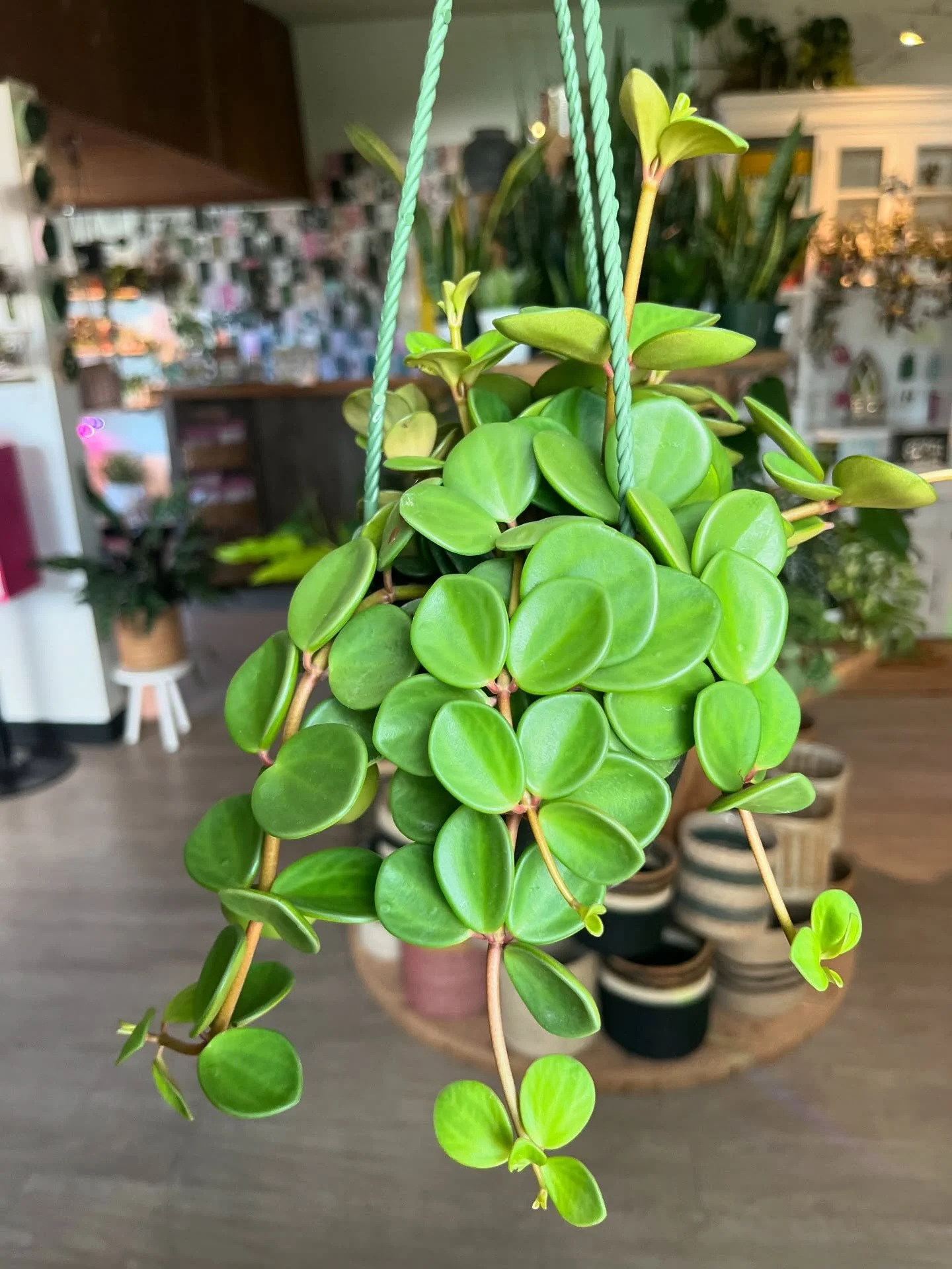 Peperomia Hope Care: Bright indirect sunlight. Top layer dry between waterings. Average humidity. *Pet-friendly*