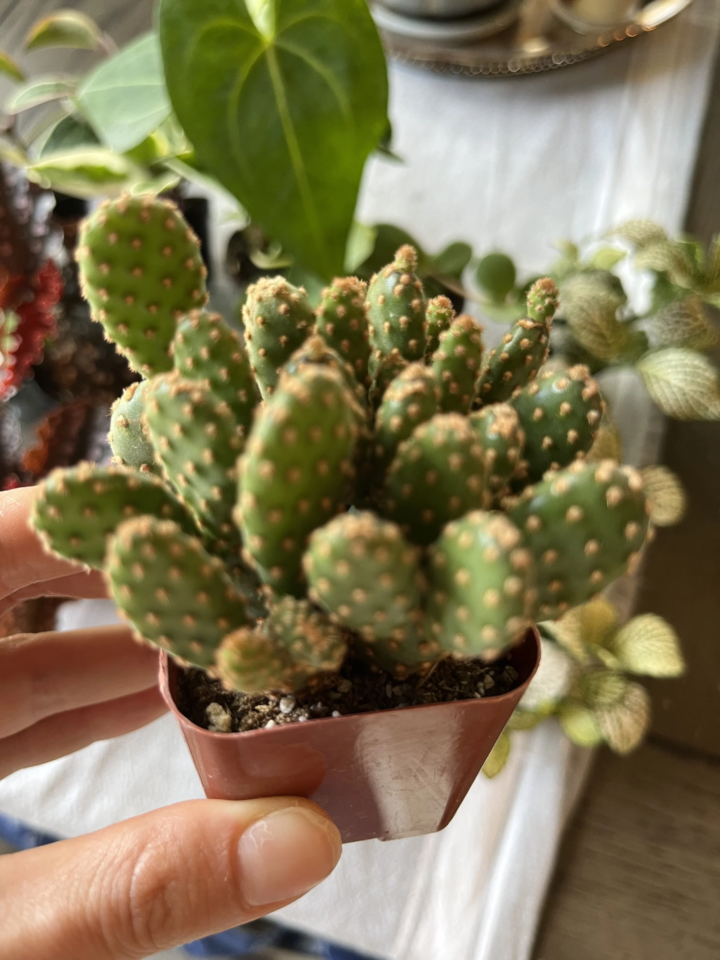 Prickly Pear Cactus Care: Full sun, let soil dry completely between waterings, then evenly saturate the soil when watering, dry air