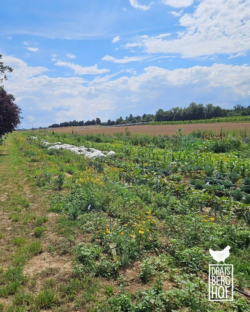 STADTGEM&Uuml;SE // Auf dem Stadtgem&uuml;se-Acker herrscht gerade Hochsaison! Sonne, Temperaturen und Niederschlag ergeben derzeit ein richtig gutes Zusammenspiel und die G&auml;rtner*innen tragen k&ouml;rbeweise Zucchini, Gurken, Salate, Tomaten od