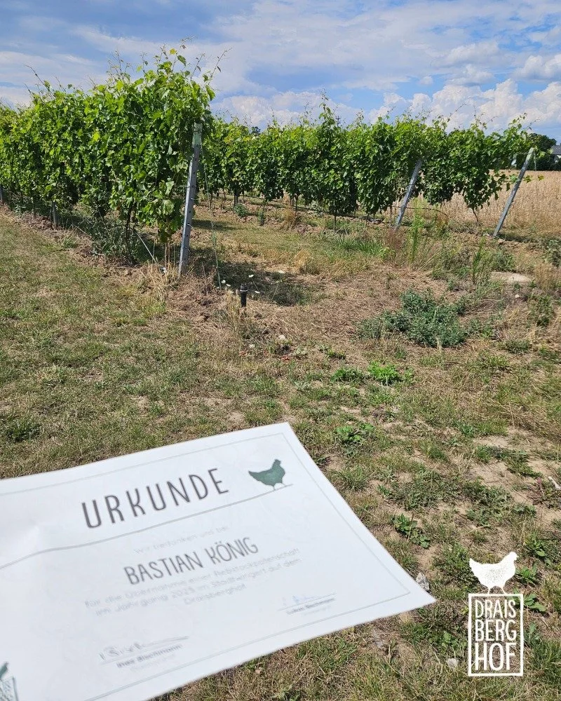 STADTWINGERT // Werde jetzt Rebstockpate im ersten Weinberg in Gonsenheim &ndash; dem Stadtwingert! Was das bedeutet? Ganz einfach:

F&uuml;r einen j&auml;hrlichen Beitrag &uuml;bernehmt Ihr die Patenschaft f&uuml;r einen Rebstock im Stadtwingert hie
