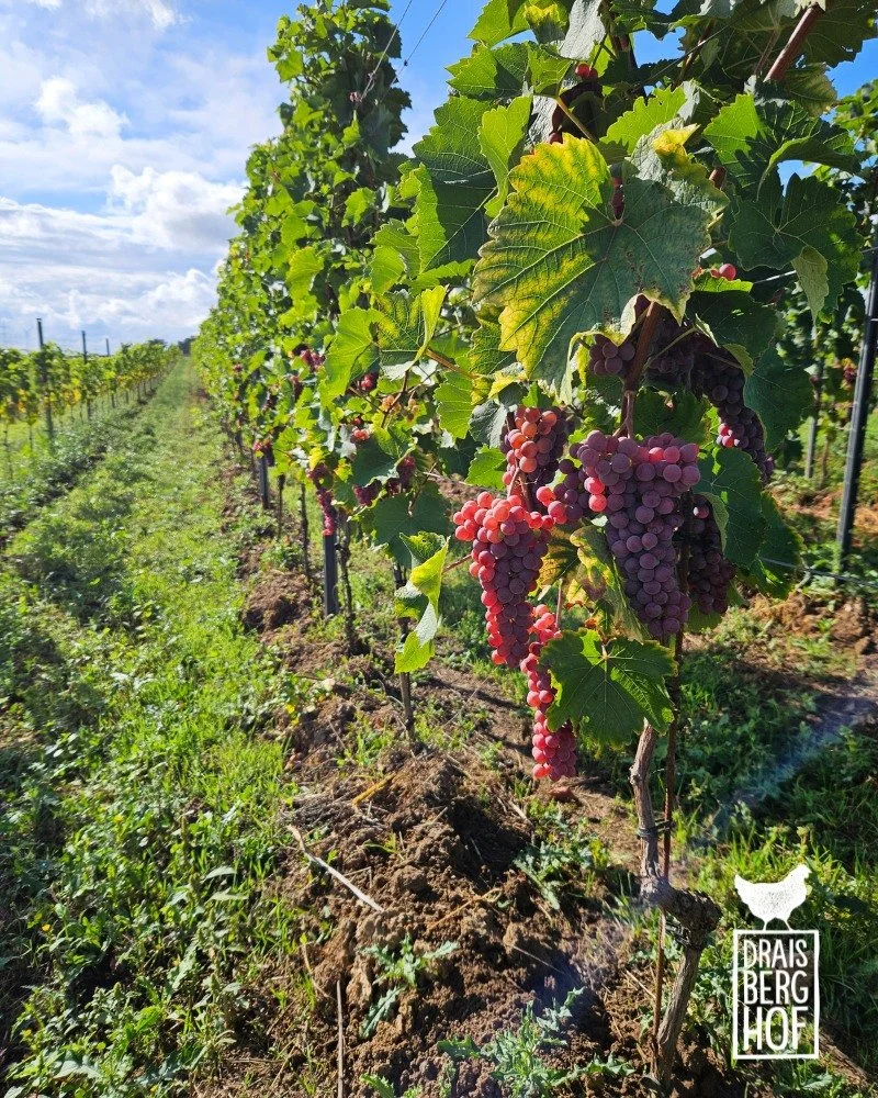 LESE 2025 // In diesem Jahr konnten wir die ersten Trauben von den Weinbergen direkt hier am Draisberghof ernten - und was f&uuml;r welche! Hier seht Ihr die Rebsorte Souvignier Gris, die wir am 04. Oktober mit unseren Rebstockpaten vom Stadtwingert 