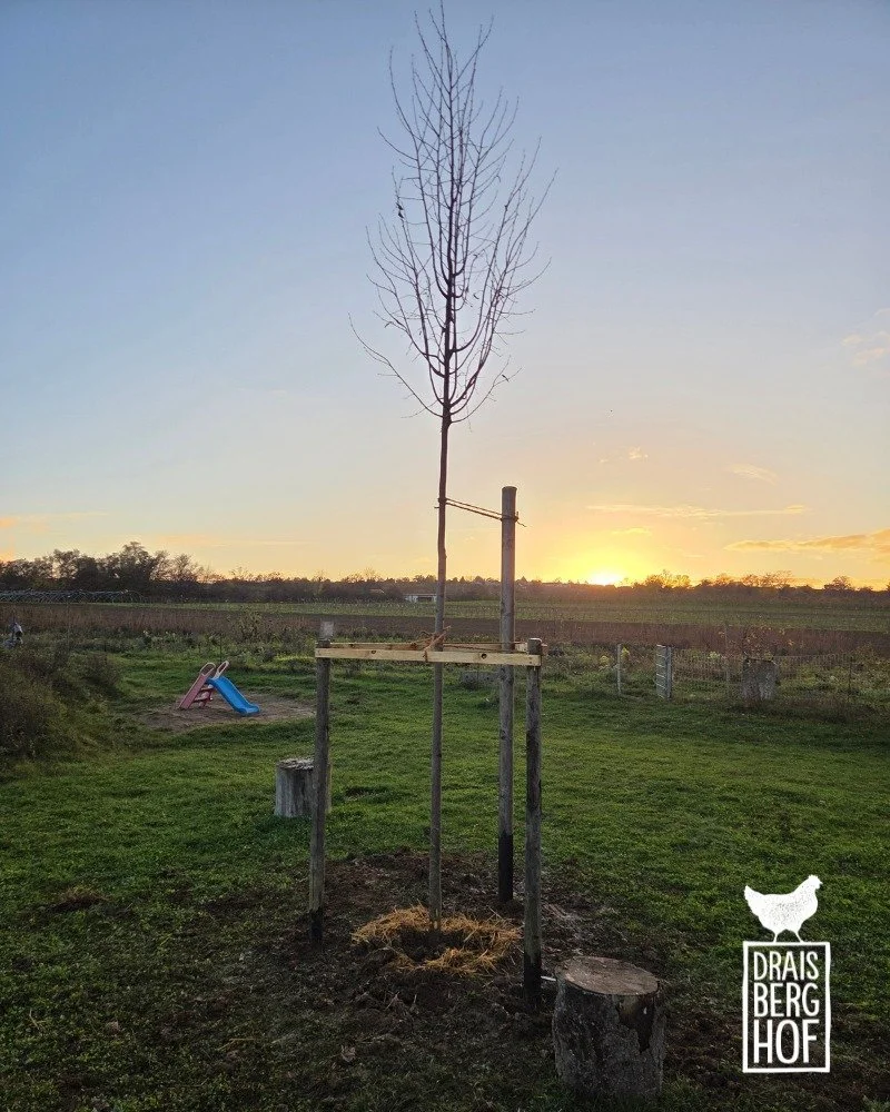 GESCHENKTER BAUM // Die Stadt Mainz verschenkt seit einigen Jahren regelm&auml;&szlig;ig B&auml;ume, um ihren Laubbaumbestand zu st&auml;rken und so gr&uuml;ner zu werden - und wir durften schon zum zweiten Mal danke sagen! Ende letzten Jahres ist ei