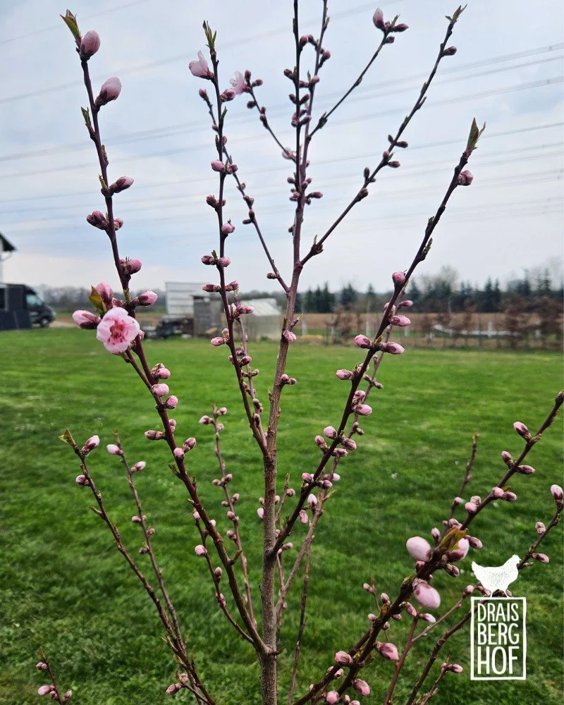 FR&Uuml;HLING // Der Fr&uuml;hling ist meine liebste Jahreszeit auf dem Draisberghof - alles ist noch ruhig, fast verlassen und innerhalb von nur wenigen Tagen kann man pl&ouml;tzlich hautnah miterleben, wie die Natur wieder zum Leben erwacht. Tausen