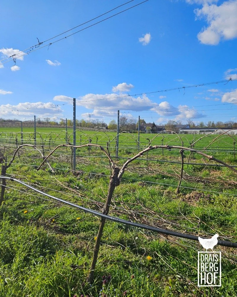 WEINBERGE // Im Winter und Fr&uuml;hjahr sind in den Weinbergen einige Handarbeiten zu erledigen, damit unsere St&ouml;cke vor dem Austrieb genau so aussehen! Daf&uuml;r m&uuml;ssen die Reben zuerst geschnitten werden, jeder Stock einzeln und von Han