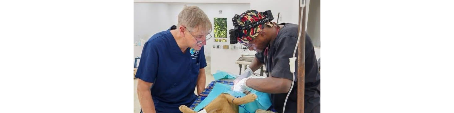 Michael Hatton, Veterinary Surgeon, Ireland