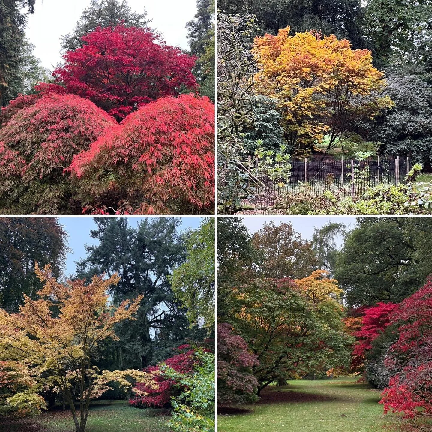 Westonbirt Arboretum is home to five National Tree Collections designated by Plant Heritage, including Japanese maple cultivars, maples, bladdernut, lime, and walnut.

Yesterday, we were fortunate to secure a place in the Curator&rsquo;s Guided Tour 