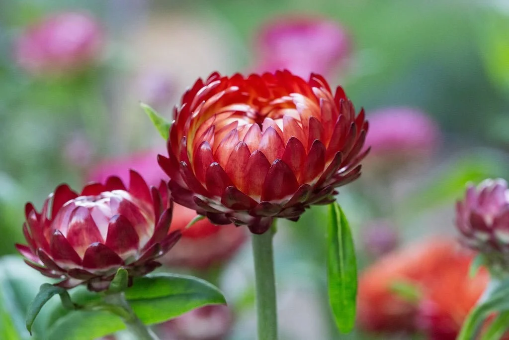 Germination of Helichrysum bracteatum was more challenging last spring than in previous years, and the flower stems have been notably shorter. However, since most of our everlasting flowers are used in our dried flower workshops, the stem length hasn