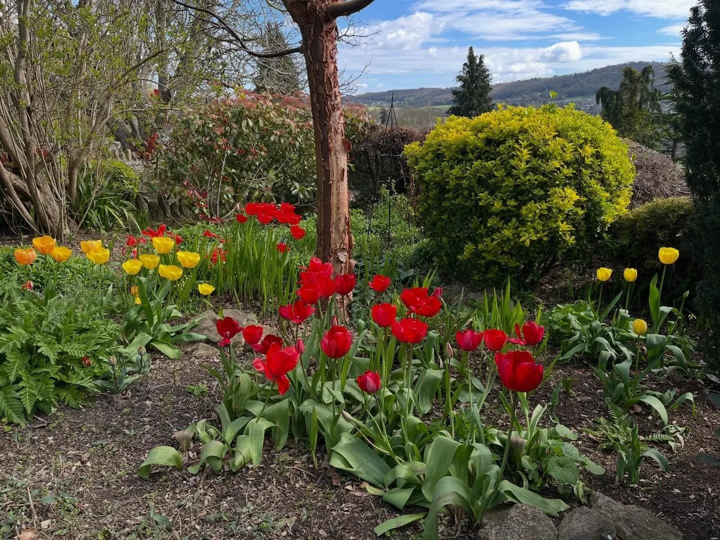 Recently I&rsquo;ve been very busy gardening and sowing seeds and haven&rsquo;t paused much to take photographs of the garden. I missed the daffodils completely so here is a snap of some of our tulips growing in the &lsquo;hot&rsquo; border under an 