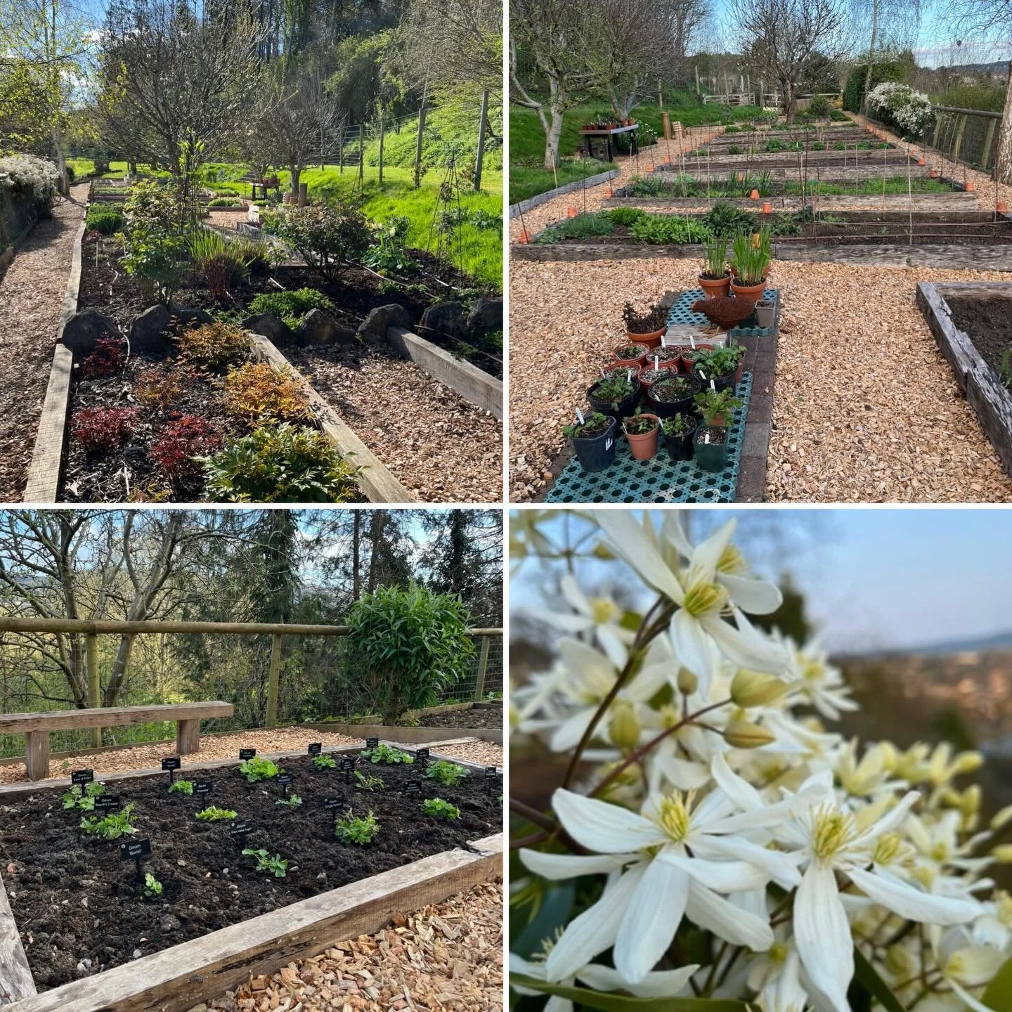 I hope you are having a wonderful Easter.

I have just spent a week lovingly putting our cutting garden back into shape. This 40 ft x 80 ft area was originally designed to protect our cut flowers from the local deer population, but over the years, it