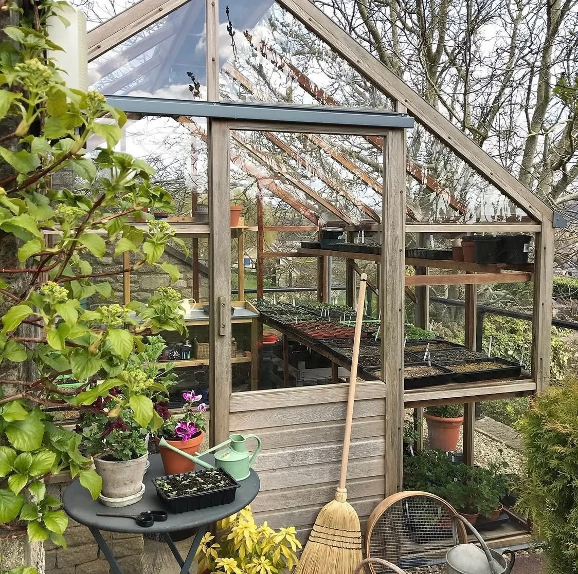 The Bath Greenhouse celebrates six years in business this month.

Our Gabriel Ash greenhouse, almost 20 years old, remains our preferred spot for germinating seeds. Although we have a much larger polytunnel, this greenhouse continues to be much more 