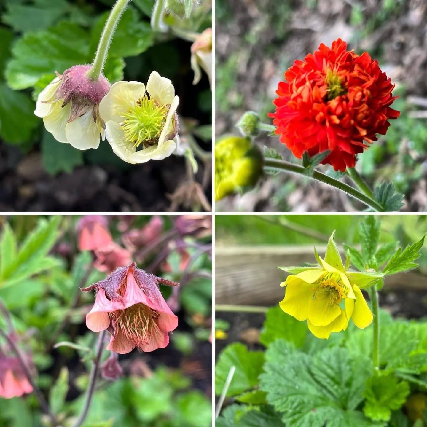 Geums have become very popular garden plants over the years, and it is not surprising why. They come in a range of shapes, heights and colours, adding interest to just about any planting scheme.

However, you will only find a very narrow range of Geu