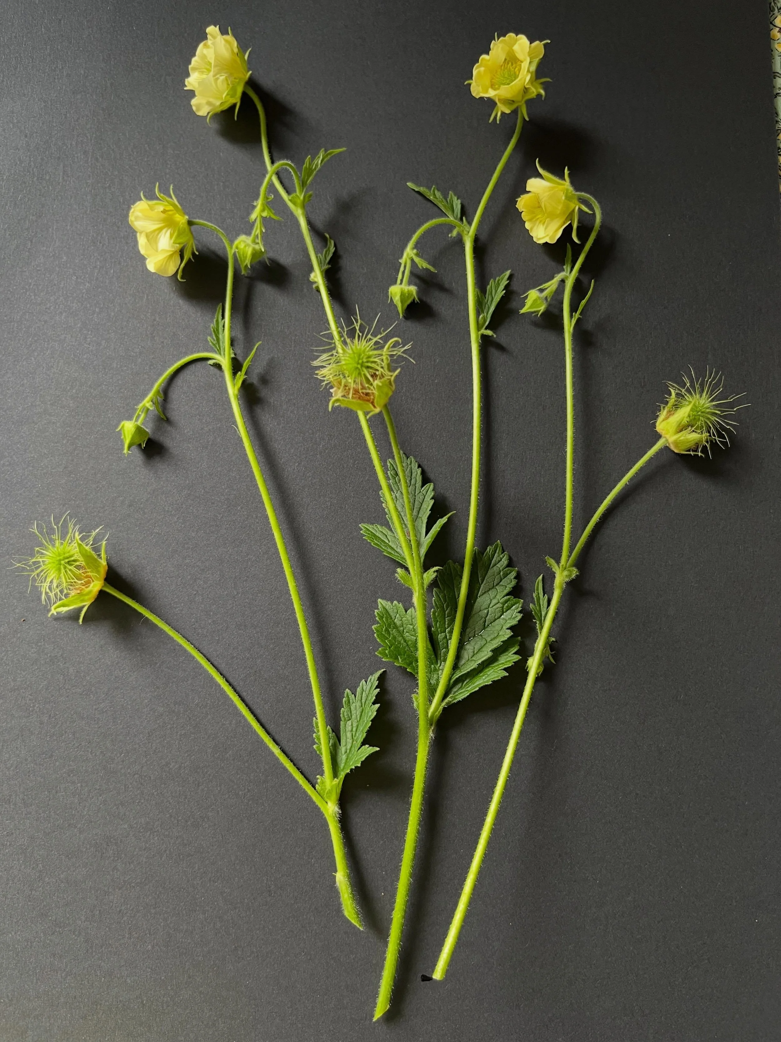 Today&rsquo;s post captures the Geum &lsquo;Tales of Hex&rsquo;. It&rsquo;s one of three Geum cultivars we grew for the Plant Heritage Missing Collector Garden and was selected for inclusion by Sally-Anne Rees of the @theplantingdesigncollective.

Ge