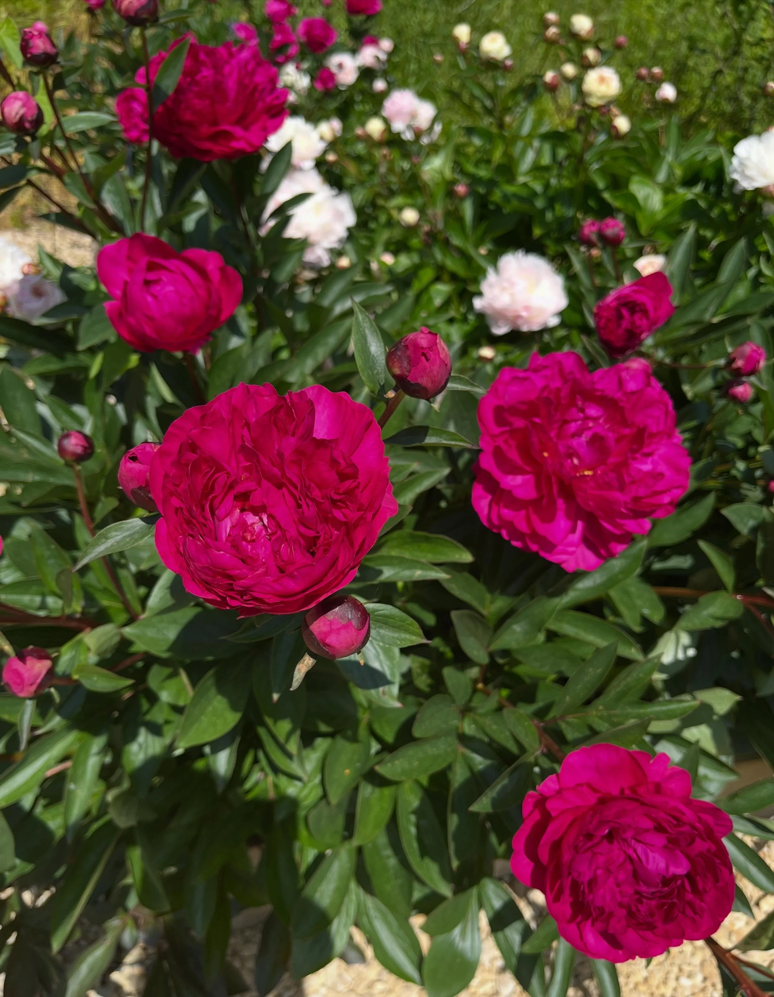 It&rsquo;s peony time at the bottom of our field. Sadly out of view and the buds are opening very quickly in this hot weather. Such beauty but all over too fast.