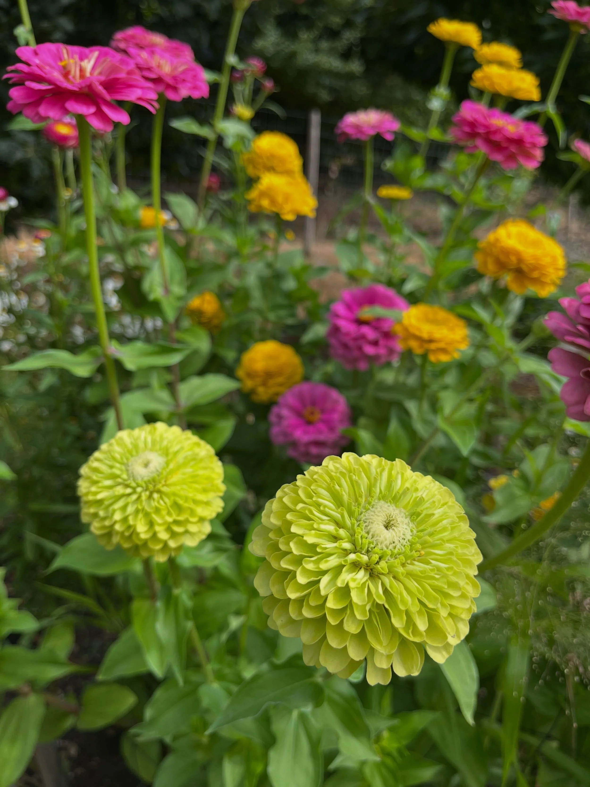 We have been growing cut flowers on various scales for around 20 years, and this has been the most challenging year to grow successfully. Despite this, I highly recommend investing in Zinnias. They have continued to flourish when many other annuals h