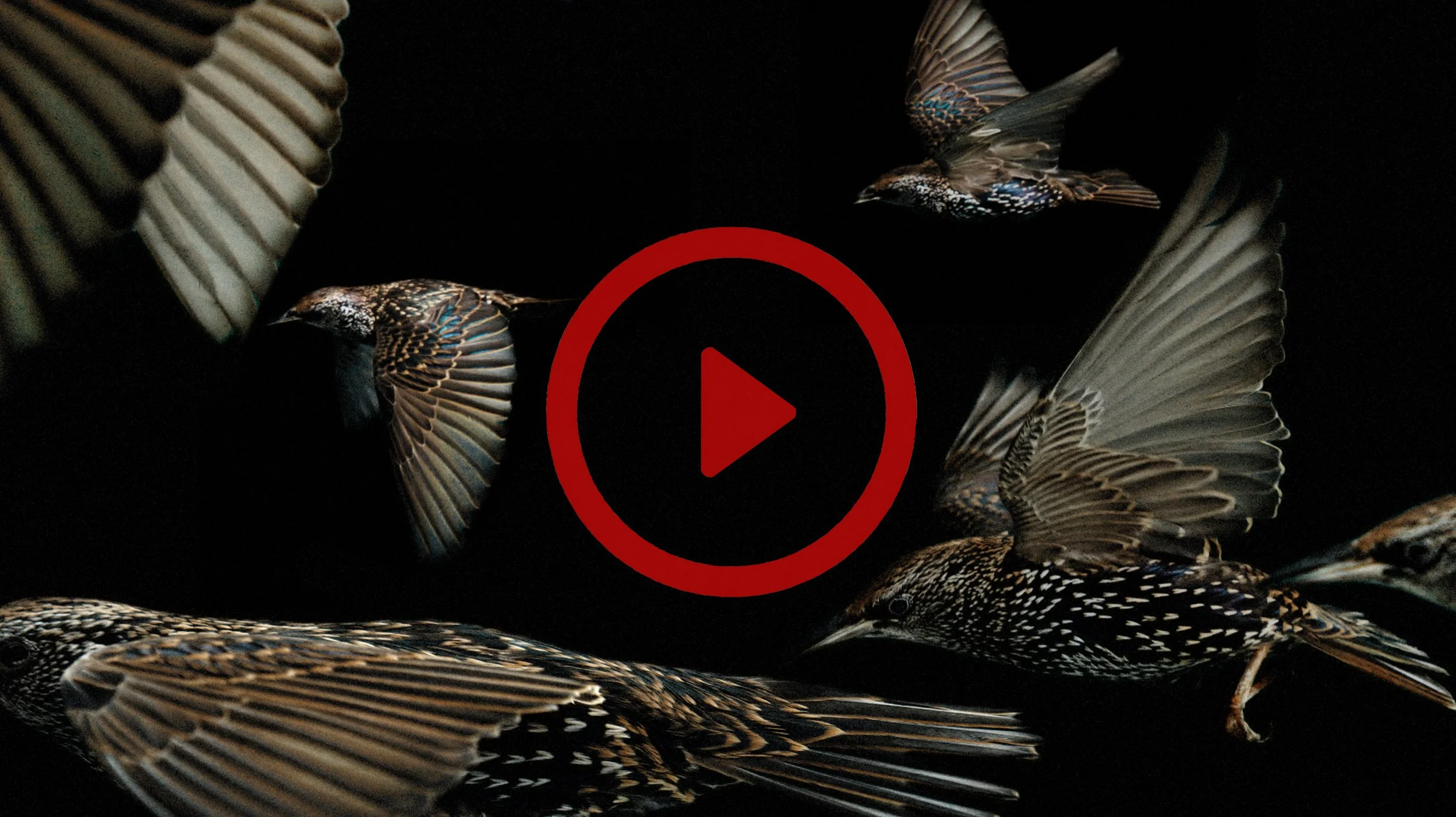 BIRDSONGS. THE BLACKBIRD