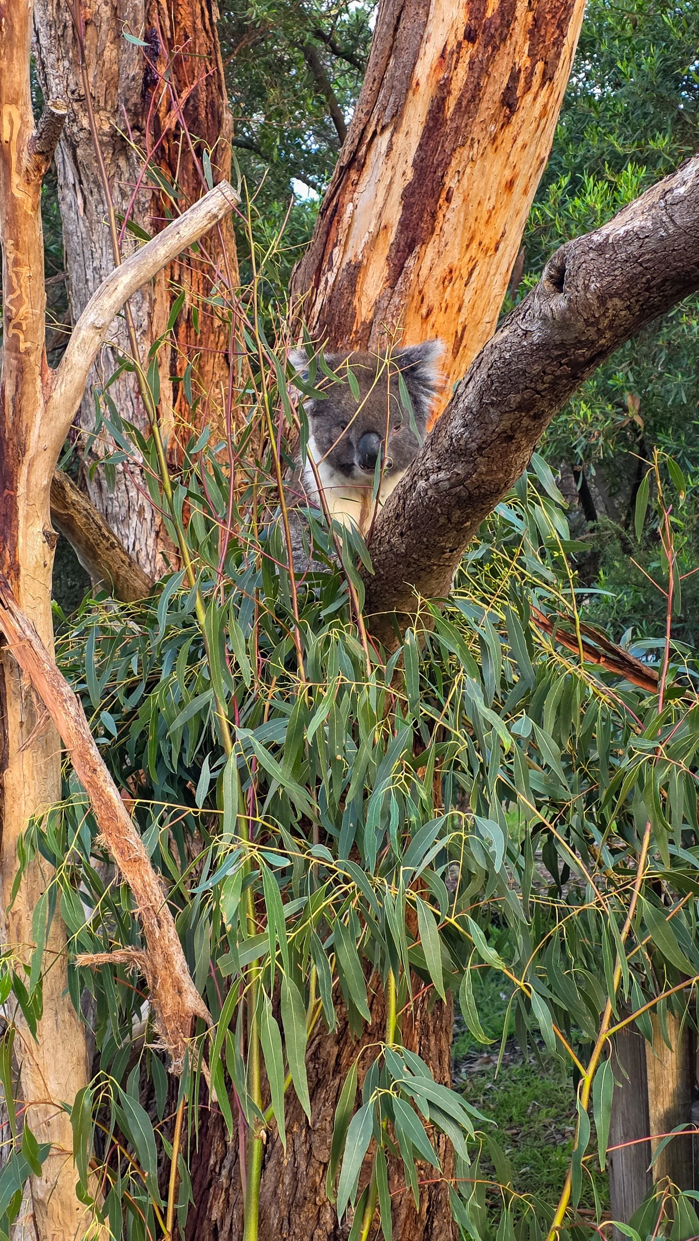 Koala Conservation Reserve Phillip Island Koala in Tree