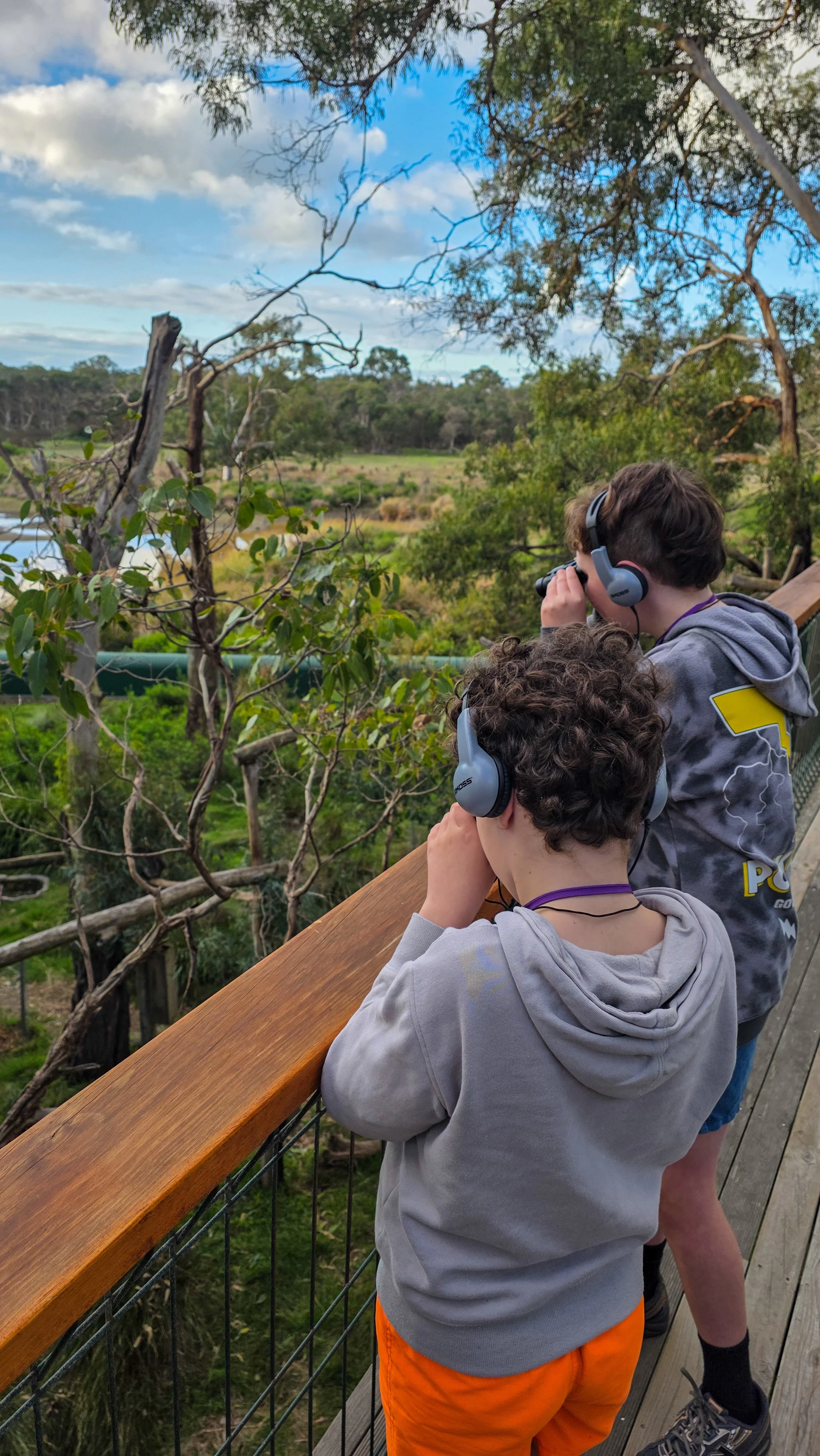 Children looking for Koalas
