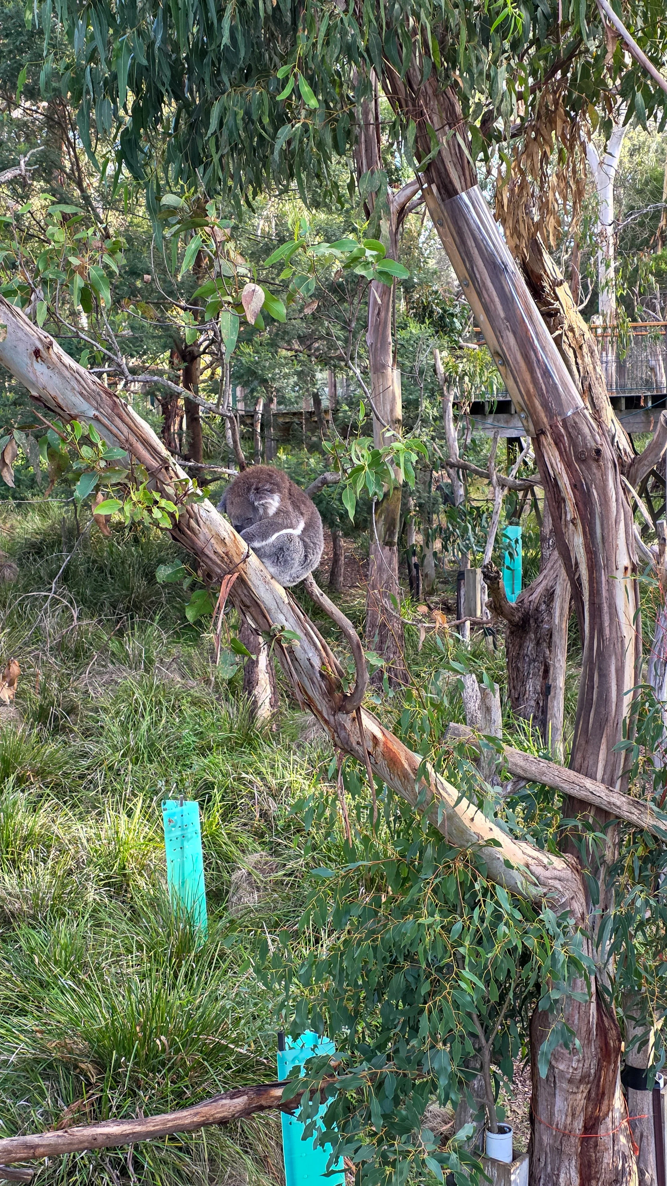 Koala sleeping at Koala Conservation Reserve Phillip Island