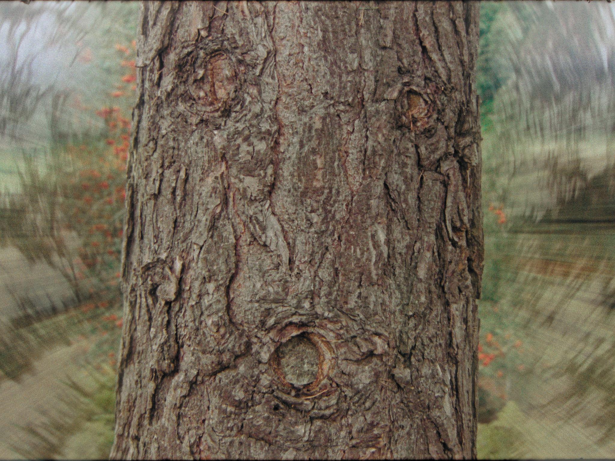 Man or Tree // Directed by Varun Raman, Tom Hancock