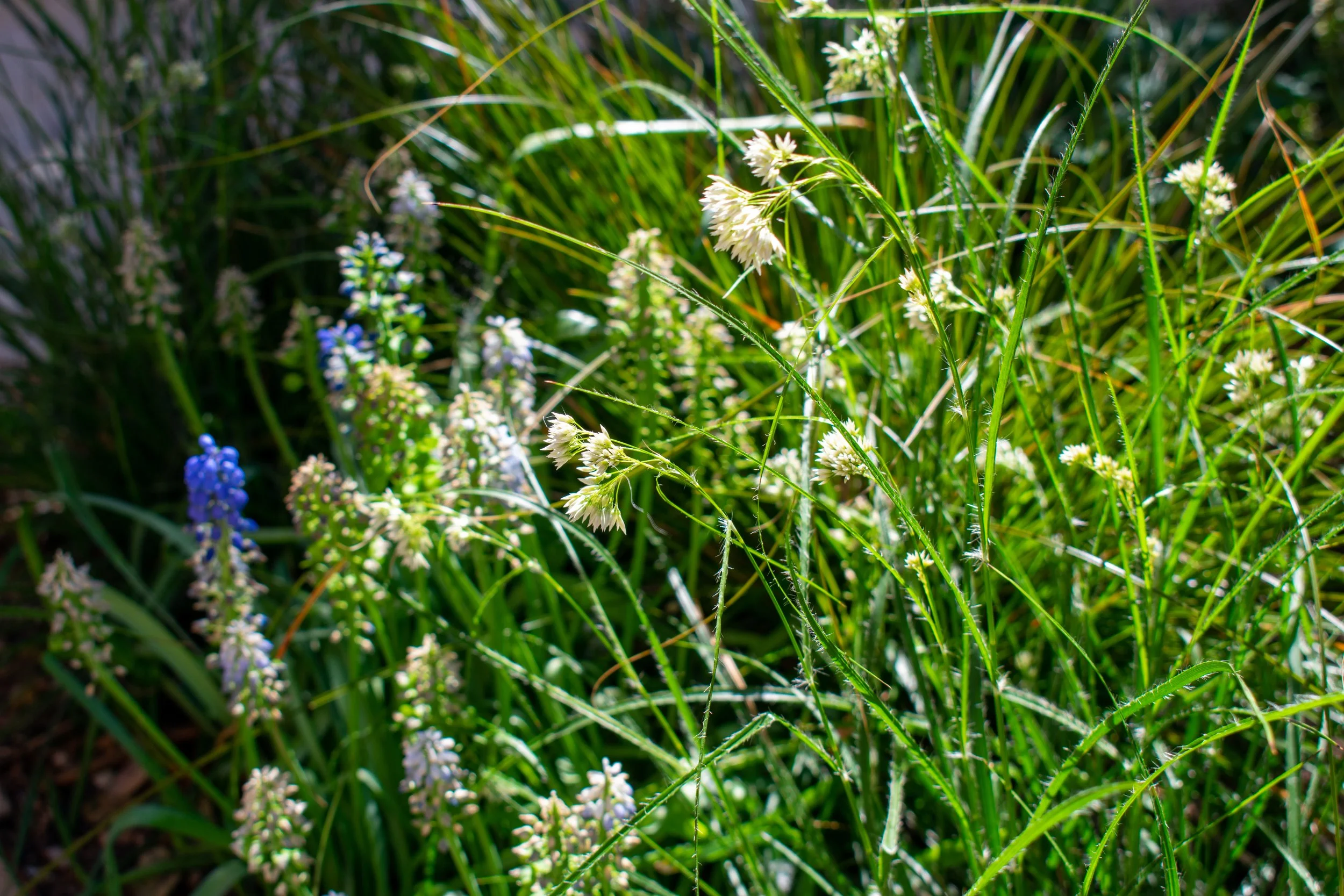 DSC_0174.jpg