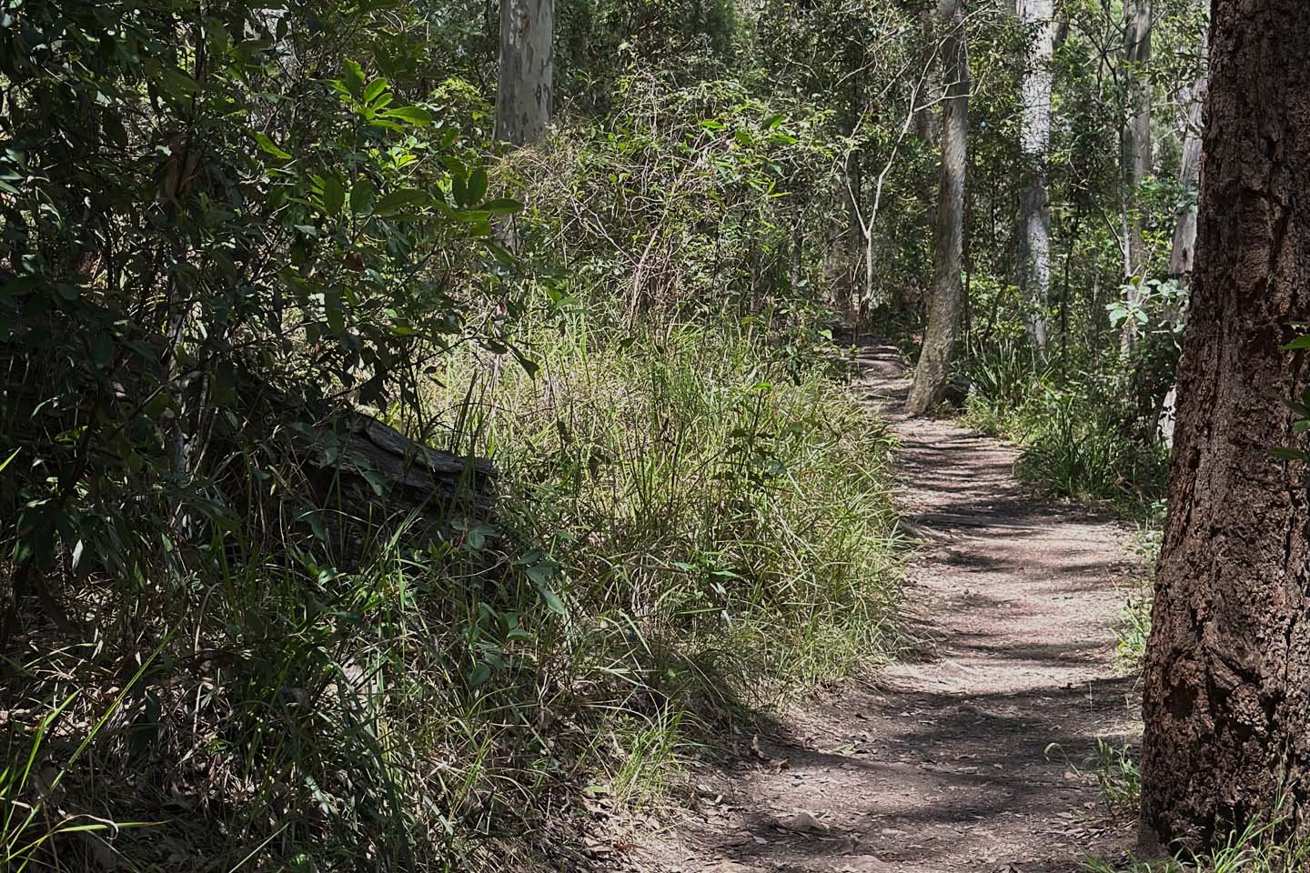 brettmcmahon-bushtrack-about.jpg