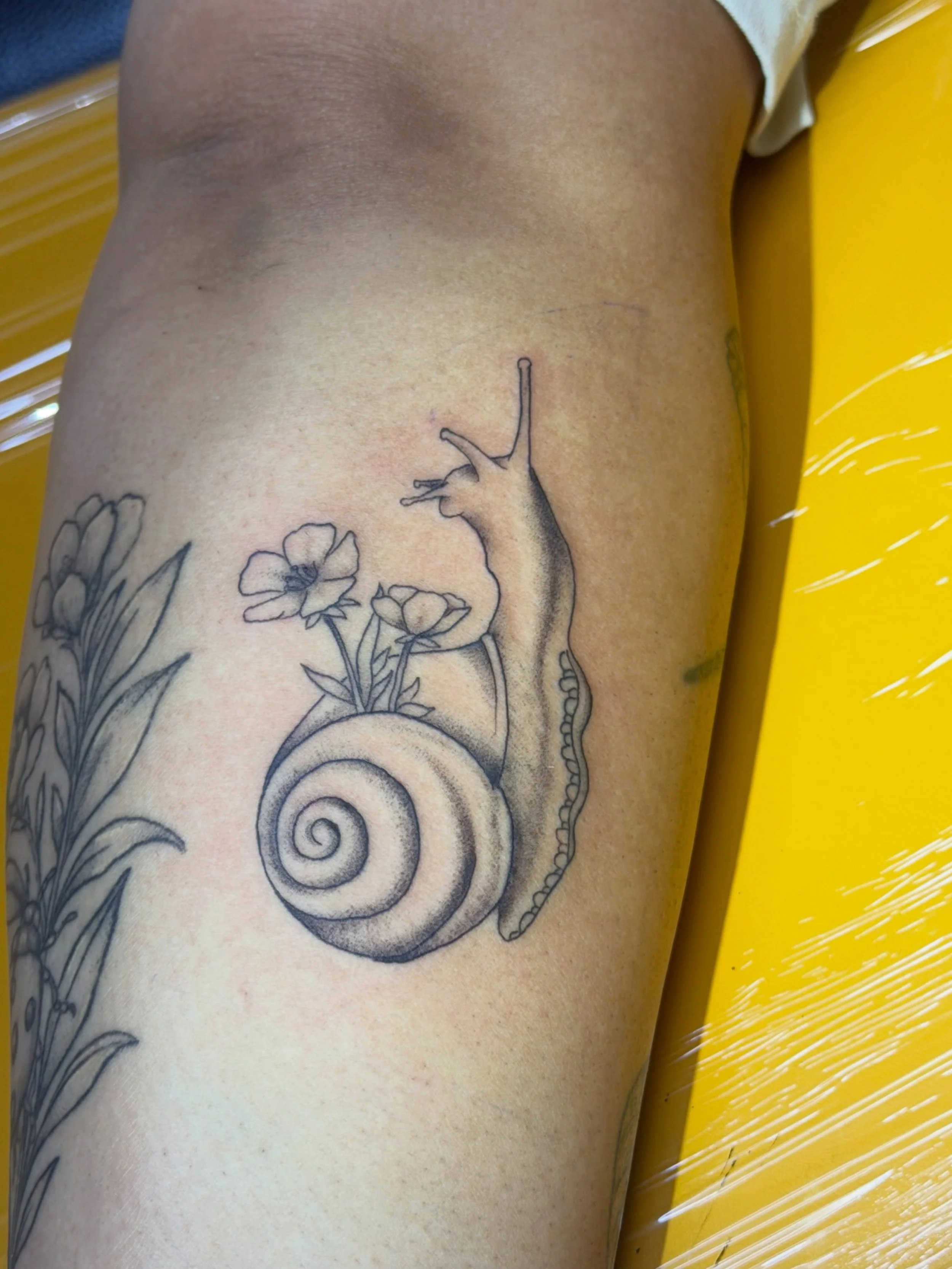 Cutie snail from yesterday!!! 🐌
