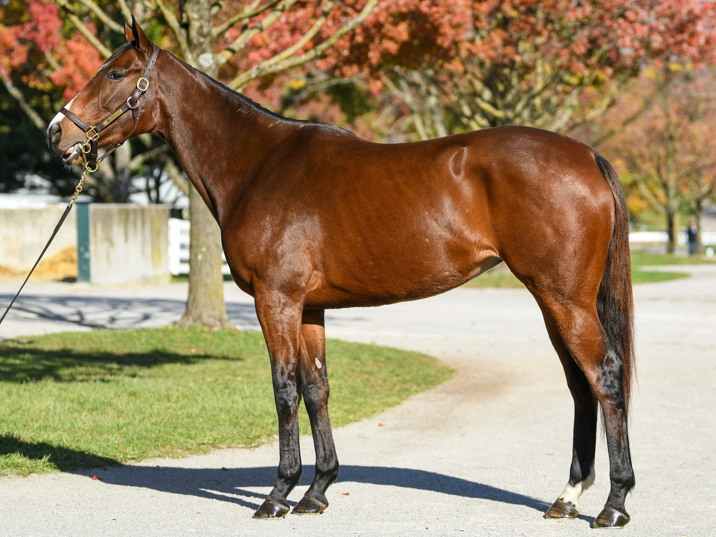 Hip 172 POOLSIDE WITH SLIM (IRE)
