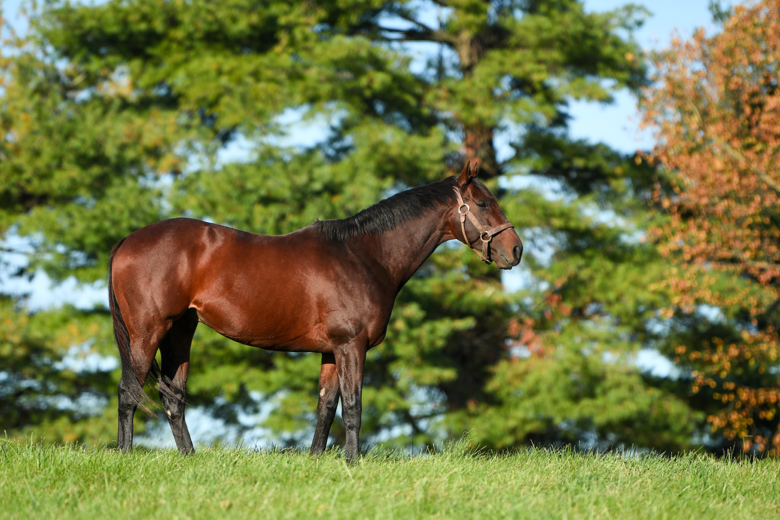 Choosing the Right Sire Line for Your Thoroughbred Mare