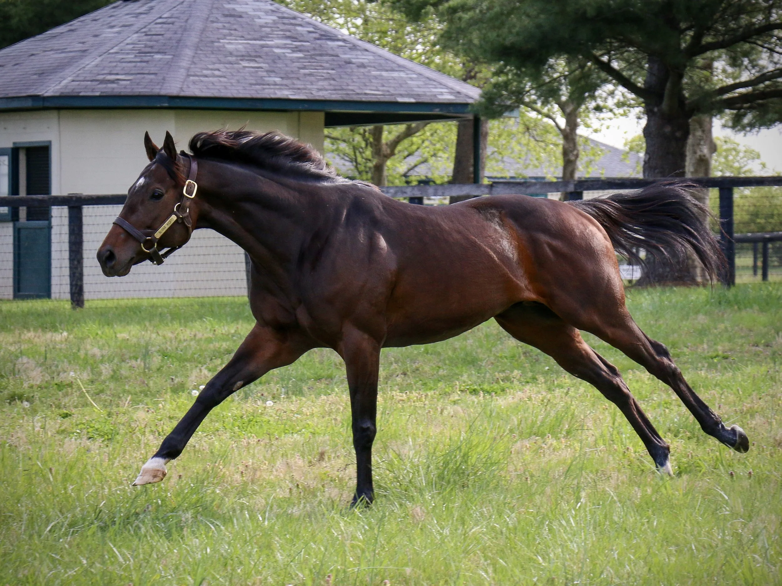 A Strong Showing for Aloha West Two-Year-Olds at the OBS March Sale
