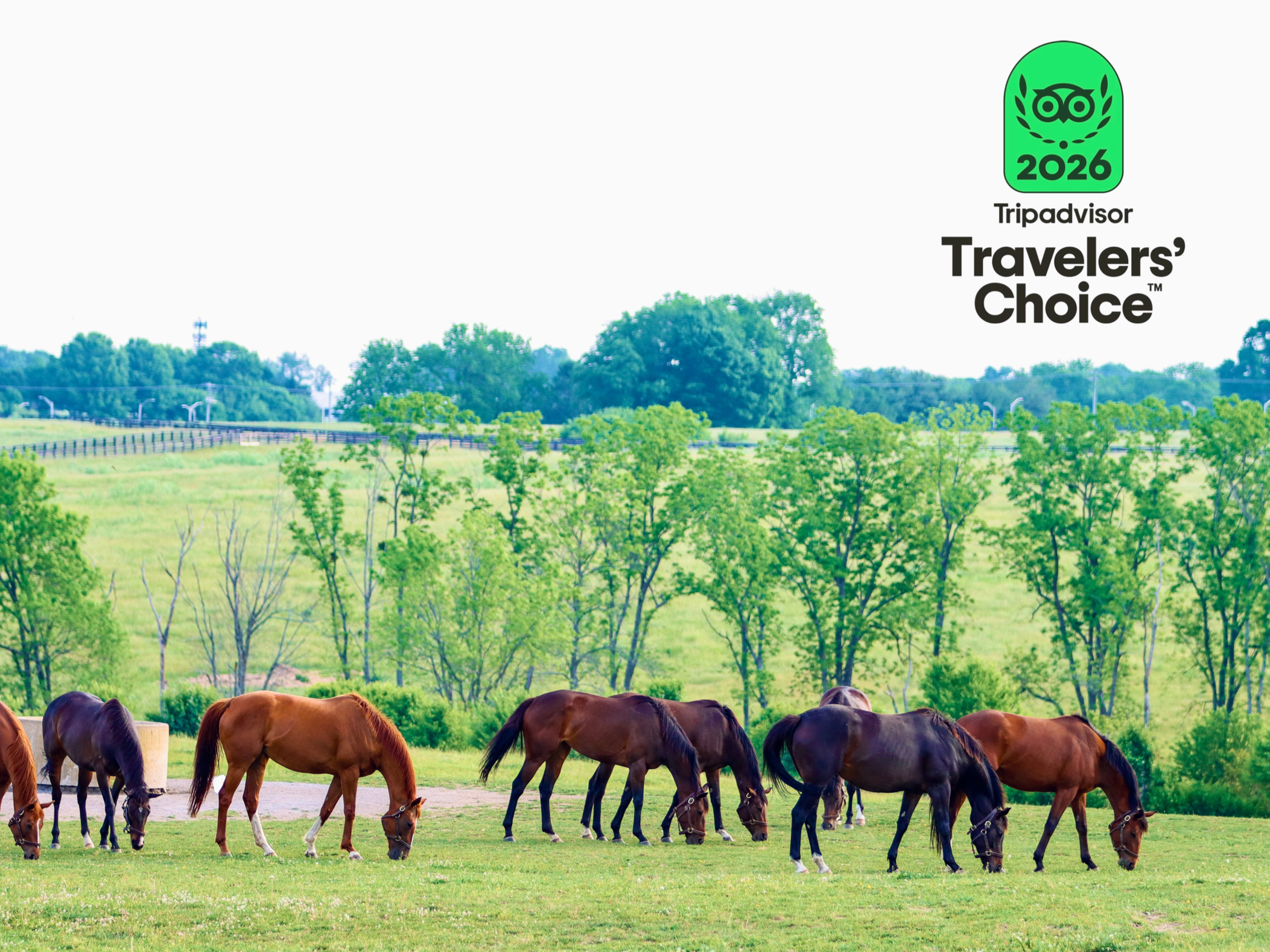 Things to do in Lexington in June? Visit a Kentucky Horse Farm&nbsp;