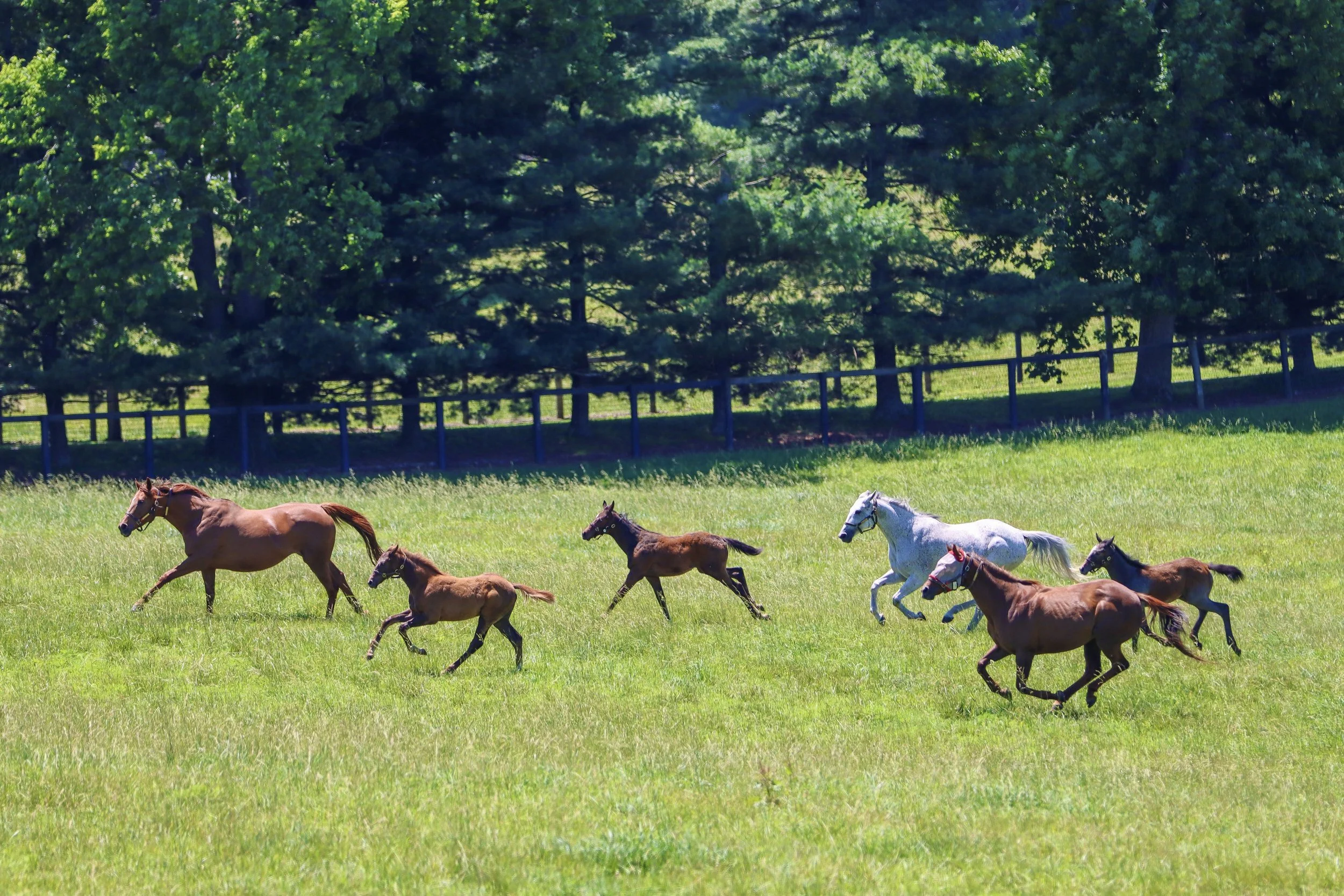 Price’s Belmont Preview