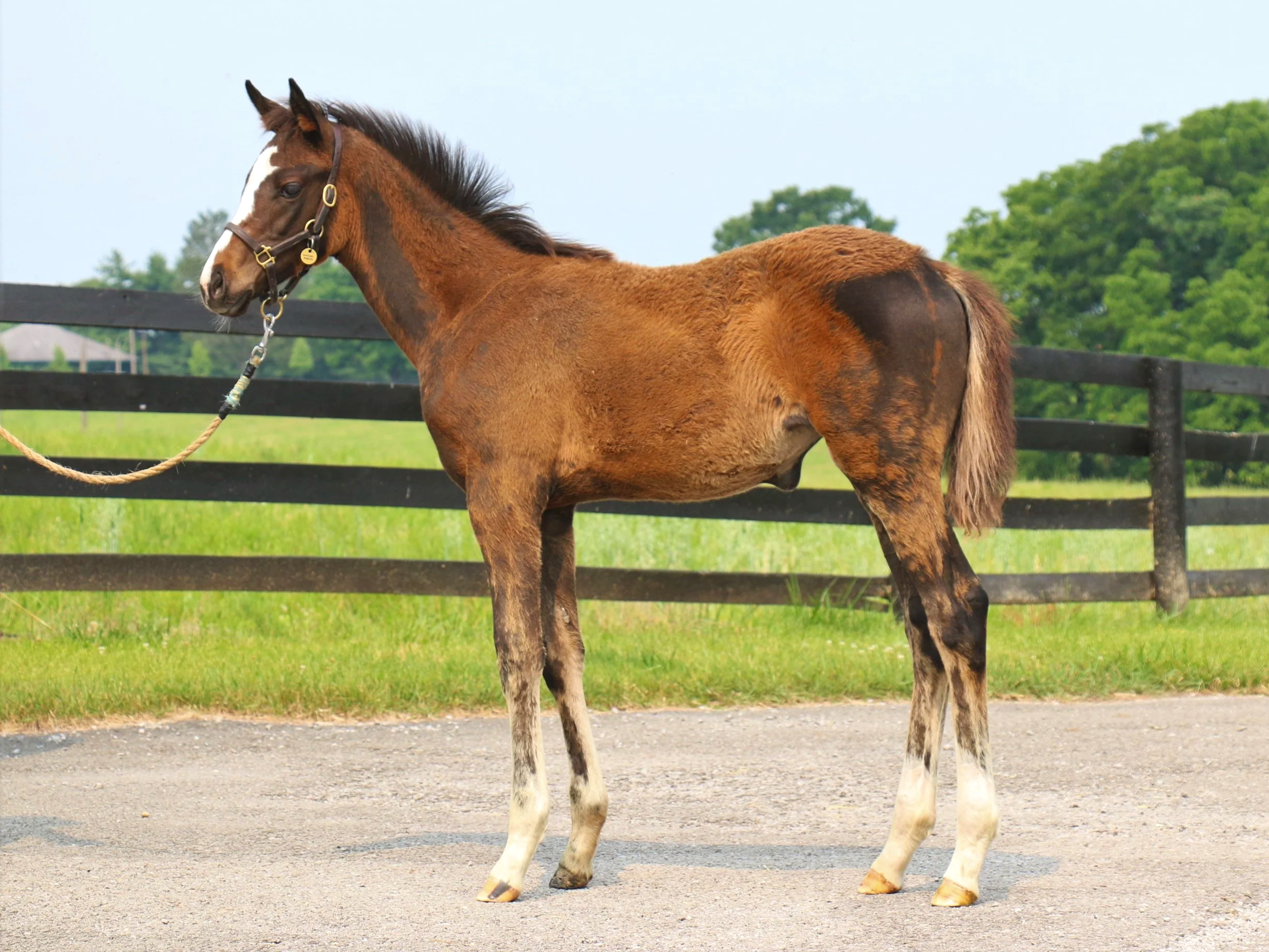 Mill Ridge Grad COUNTING STARS Shines Bright in the G1 Acorn