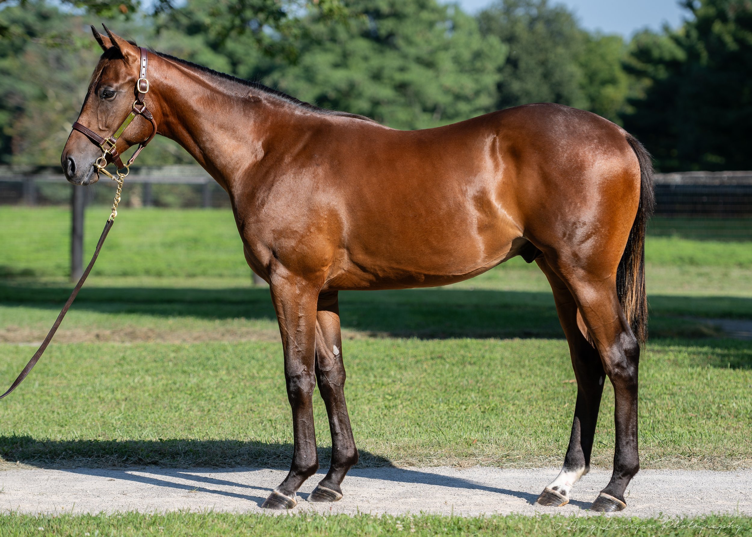 HIP 3 c. GIRVIN - KISS FOR LUCK