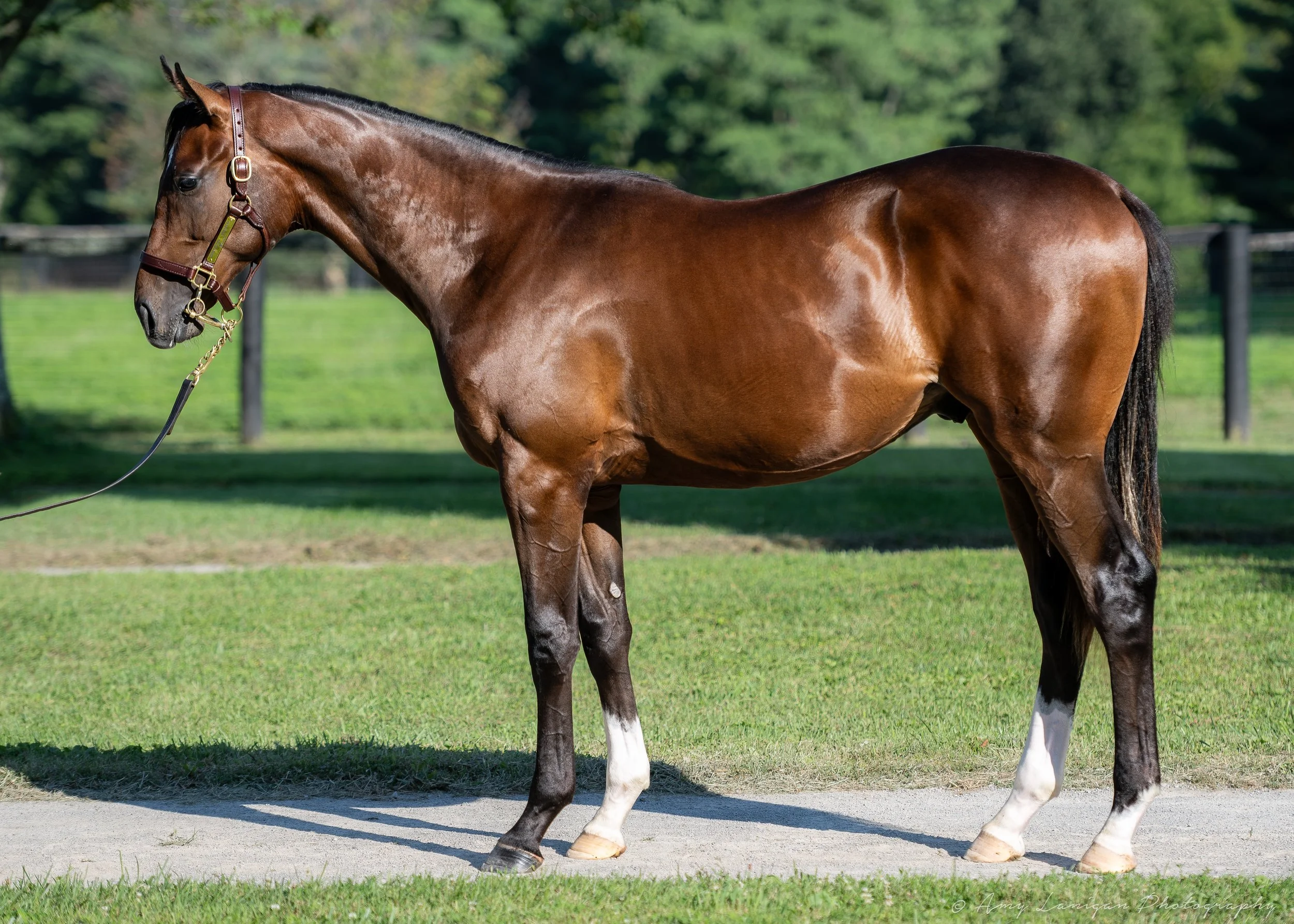 HIP 31 c. CONSTITUTION - MUSAWAAH