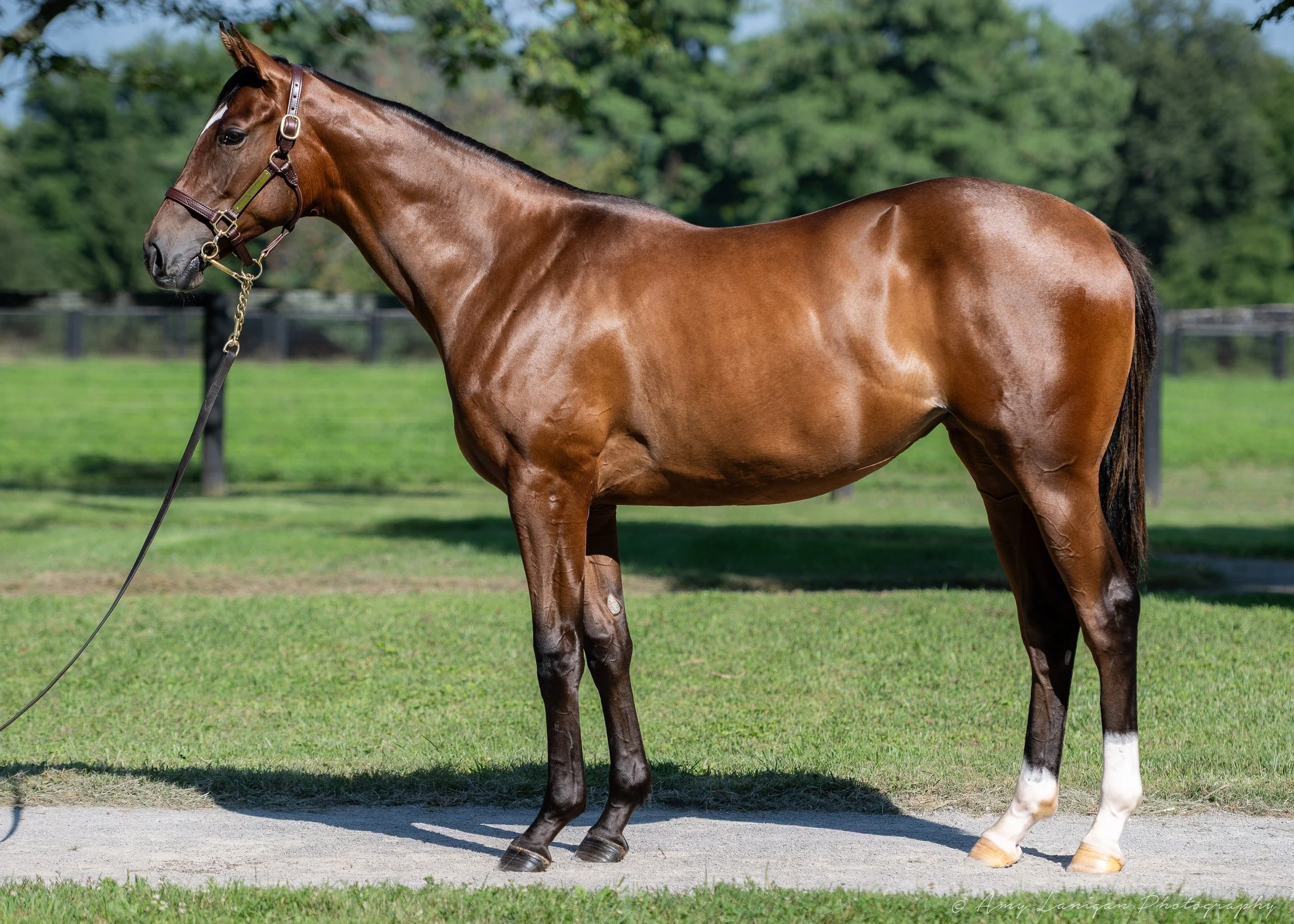 HIP 184 f. GUN RUNNER - DOWNTOWN MISCHIEF