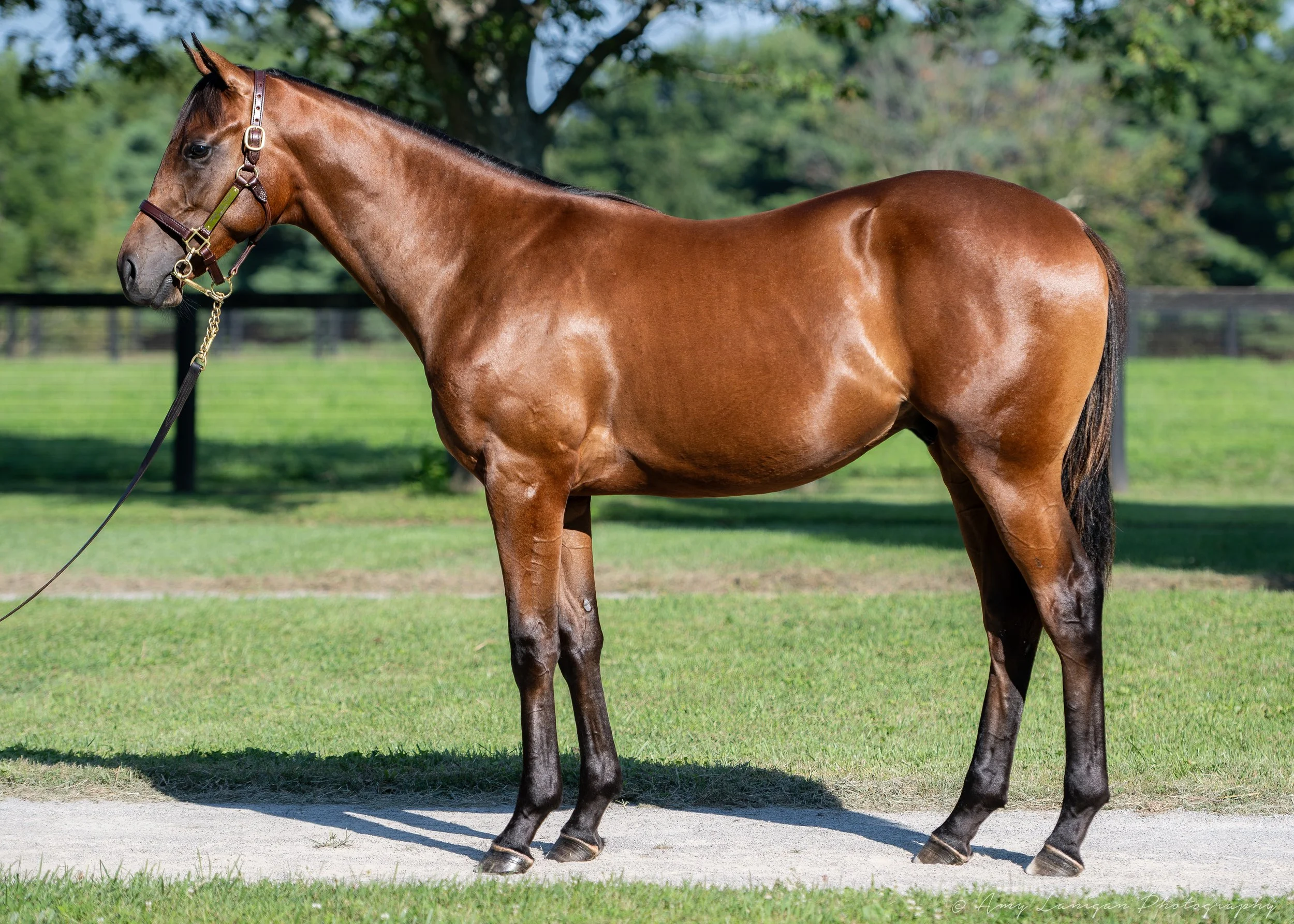 HIP 203 c. LOGGINS - GAL FACTOR
